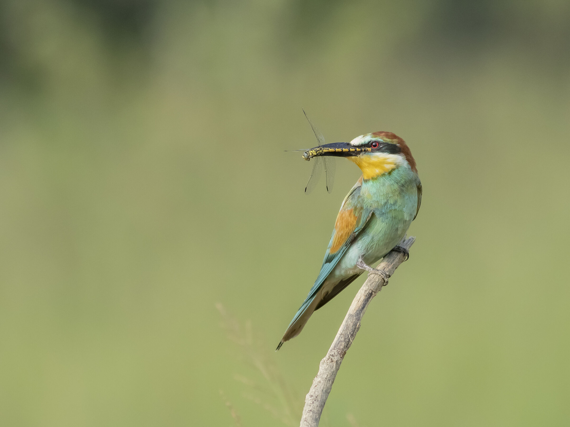 Gruccione e libellula