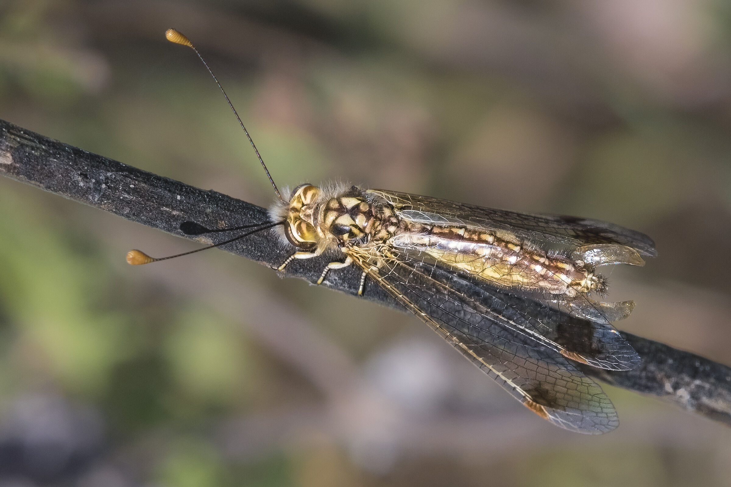 Female Deleproctophylla Australis