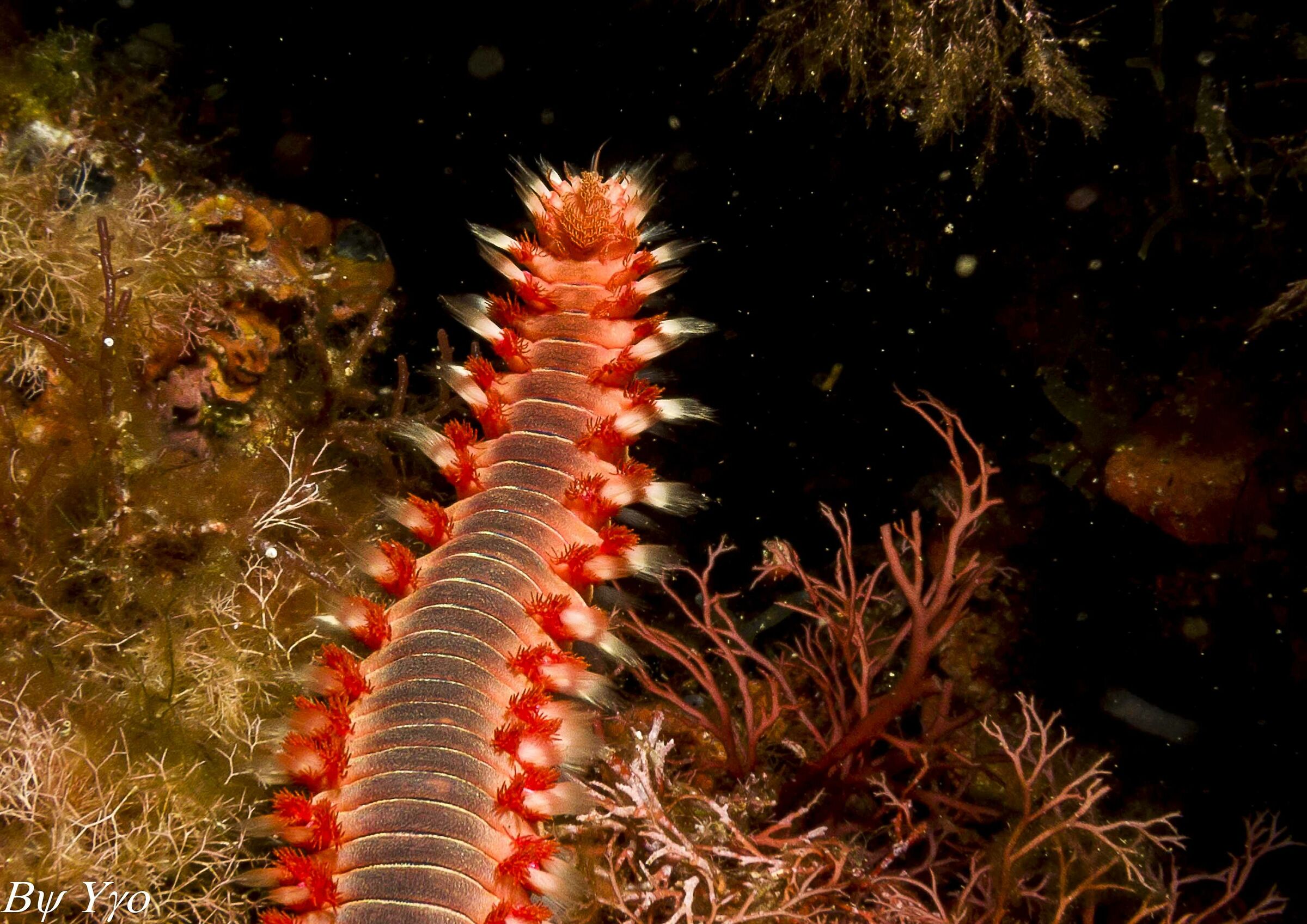 Hermodice carunculata