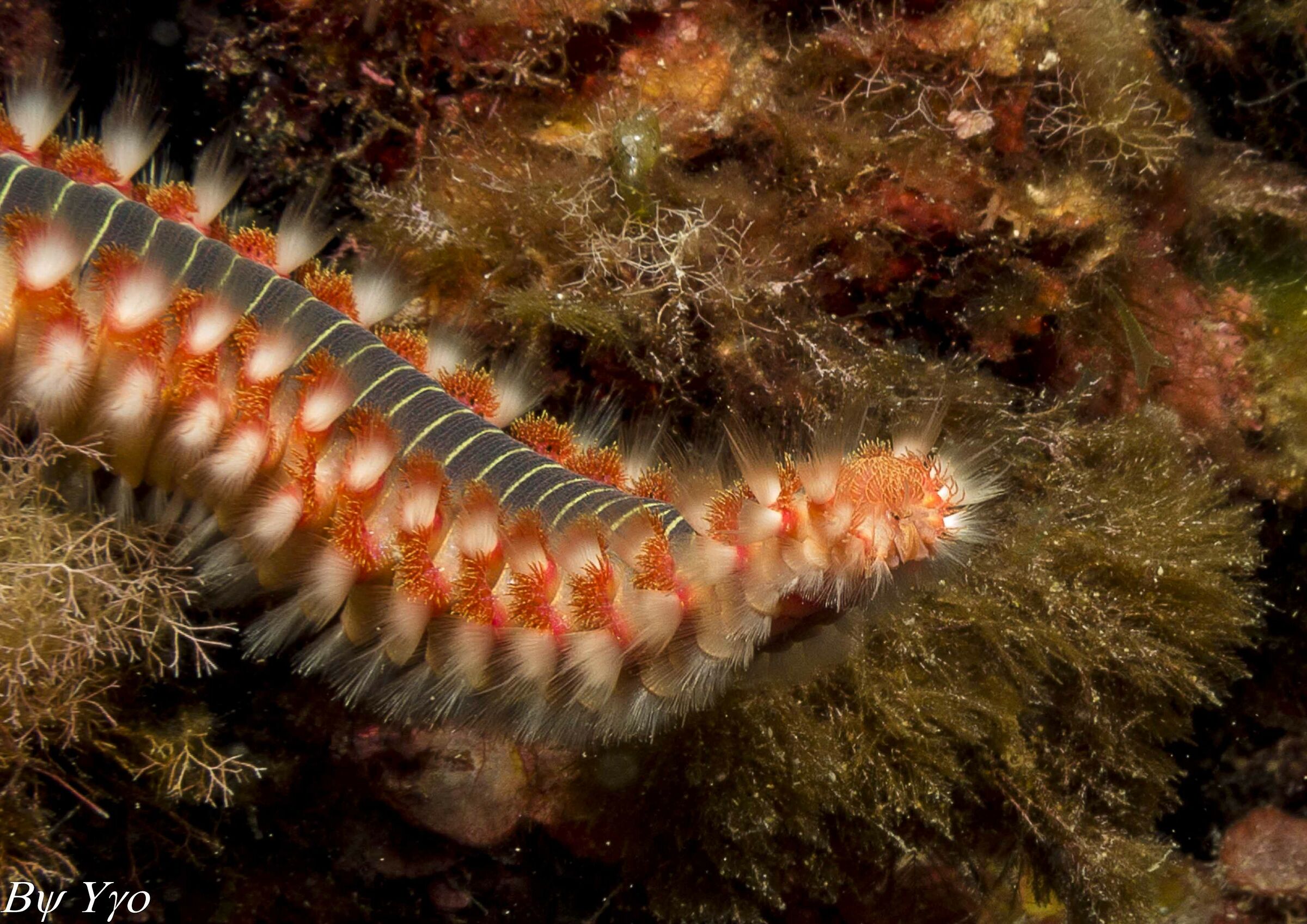 Hermodice carunculata