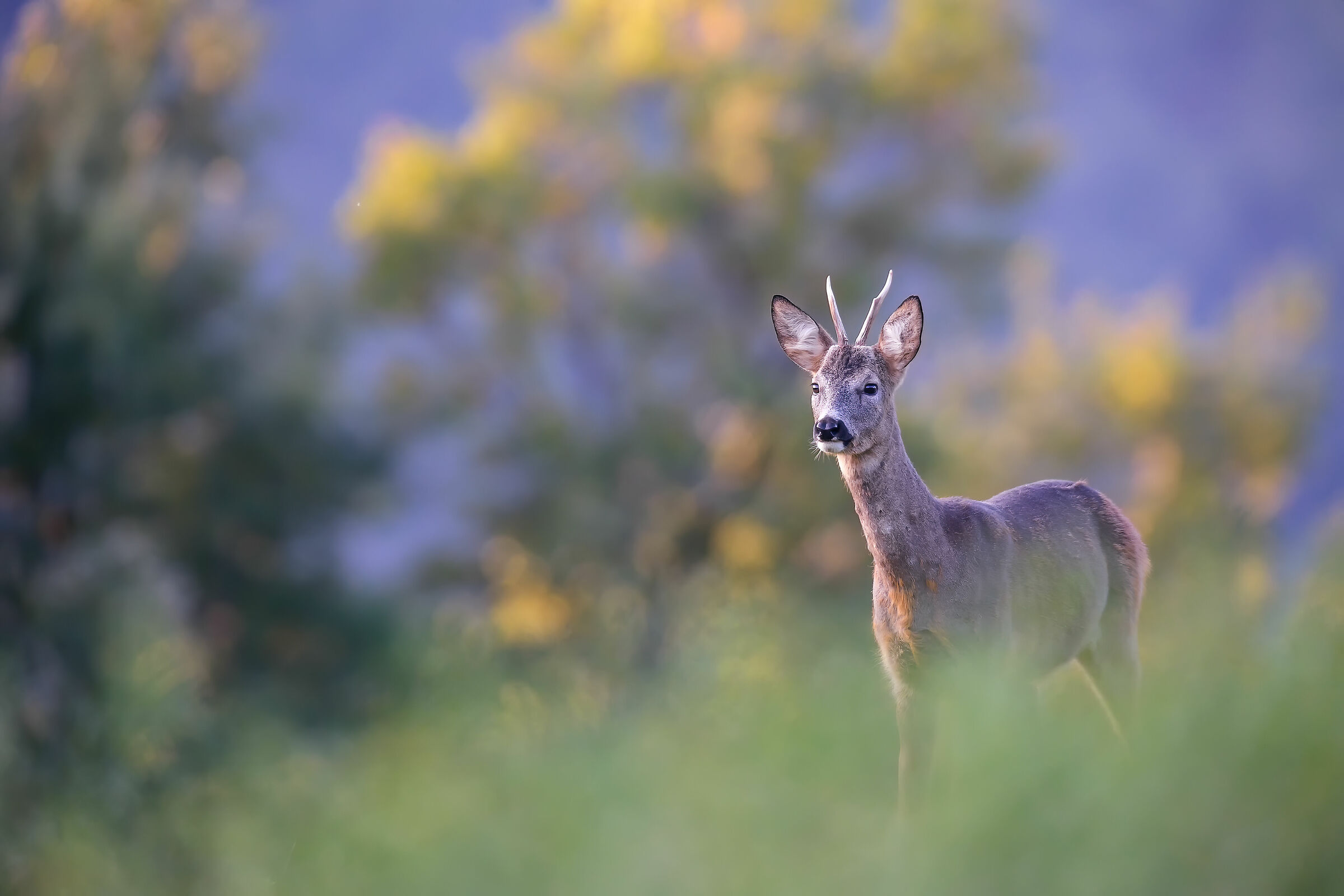 Capriolo alle prime luci