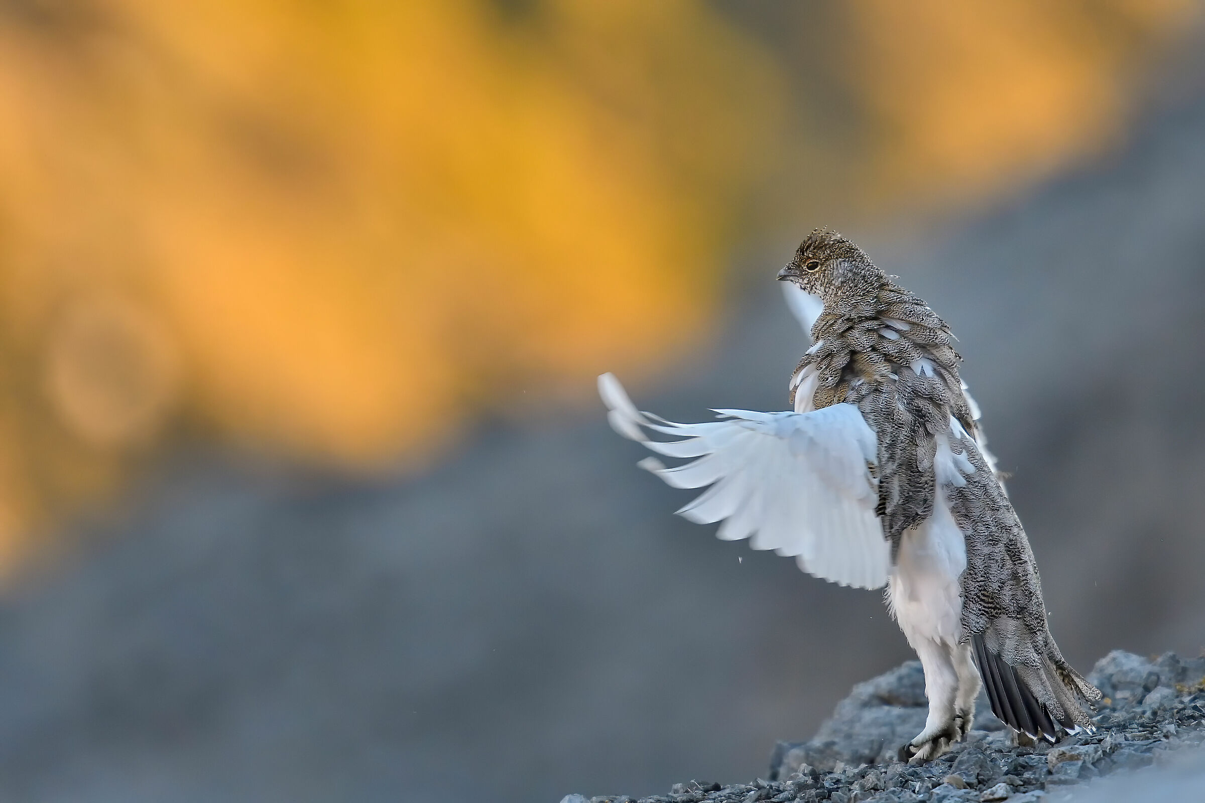 Pernice bianca alle prime luci