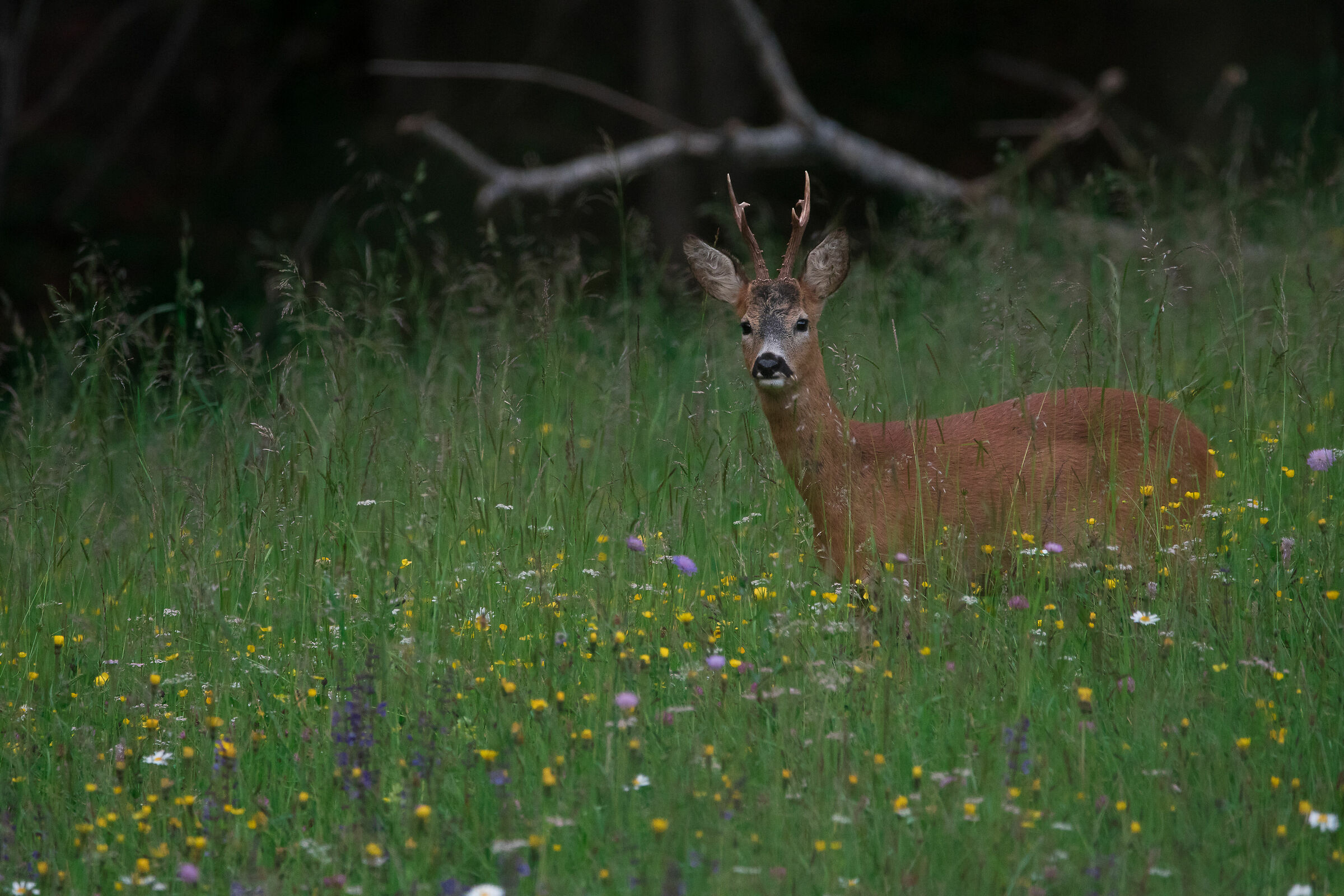 capriolo tra i fiori dolomitici