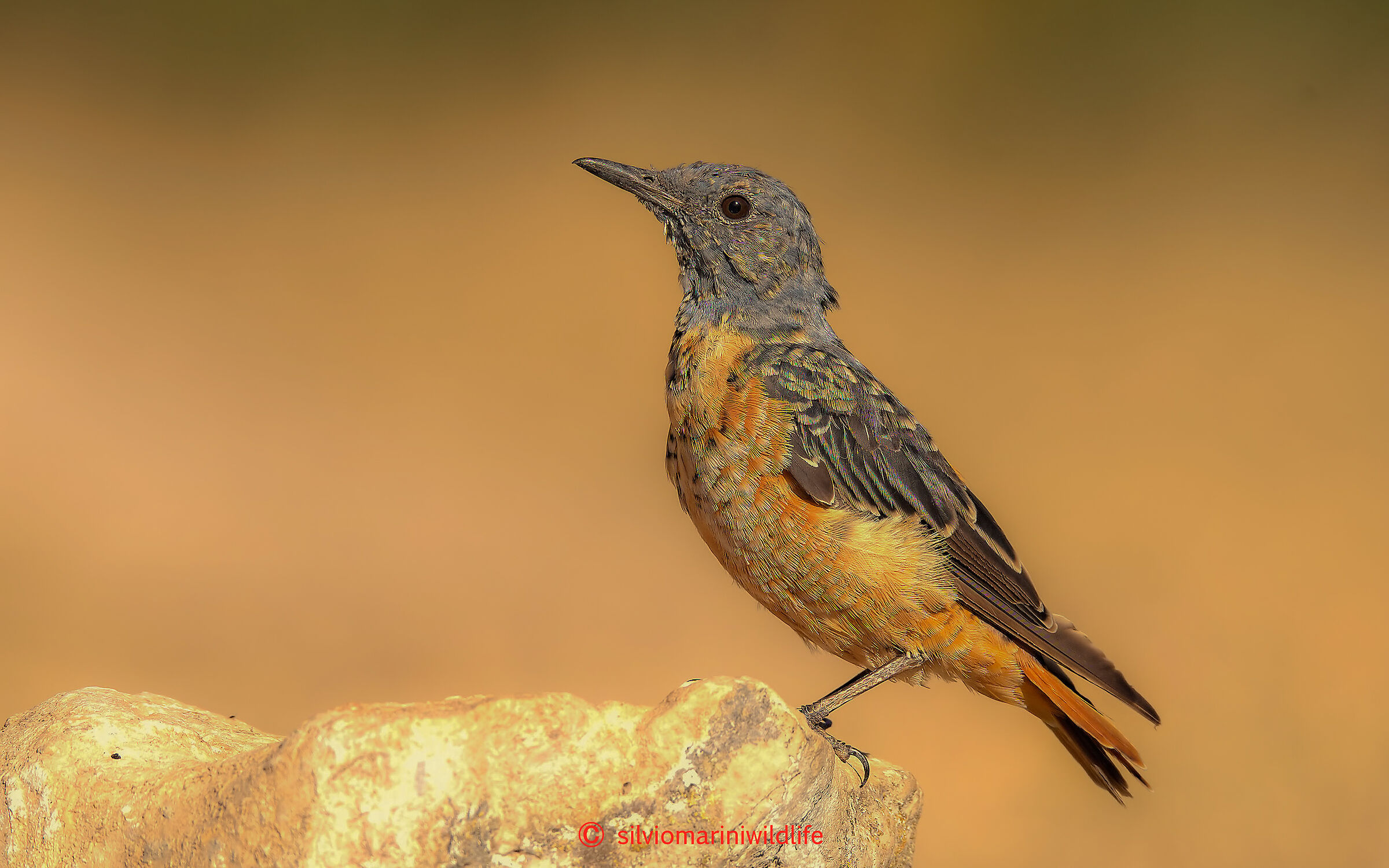 Codirossone (Monticola saxatilis)