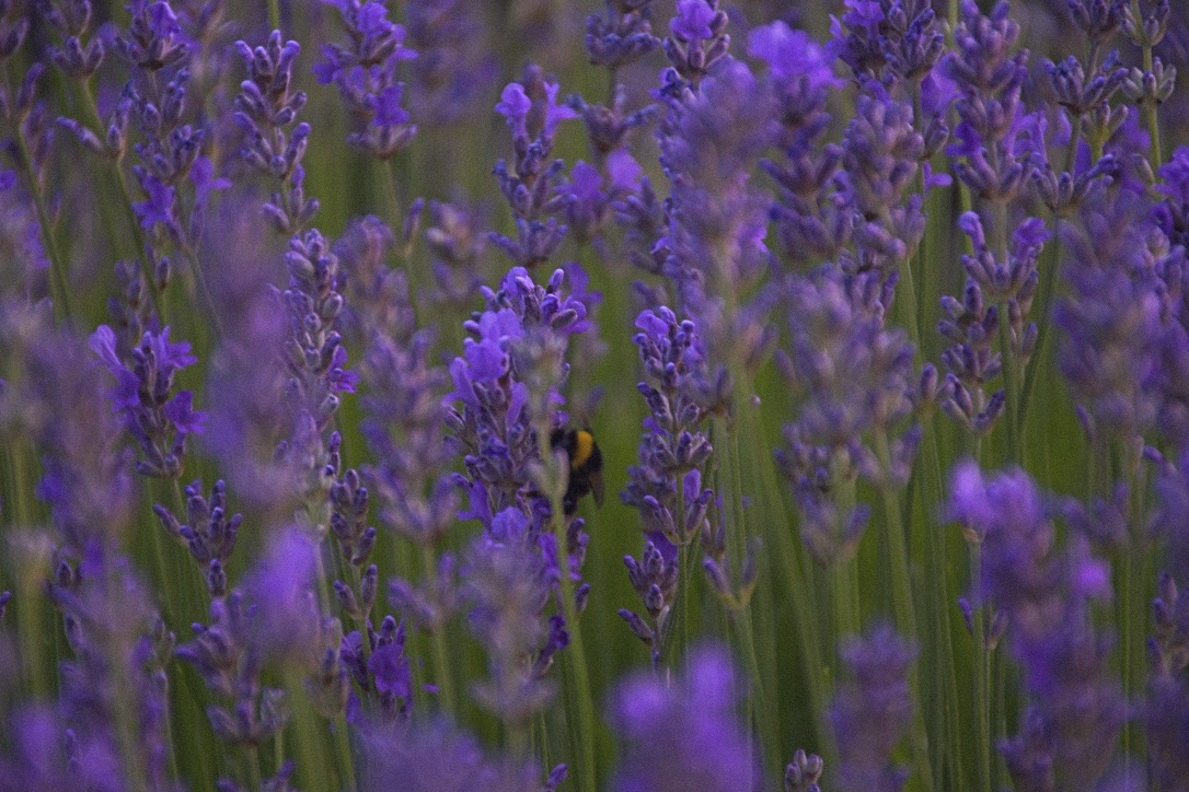 Lavanda