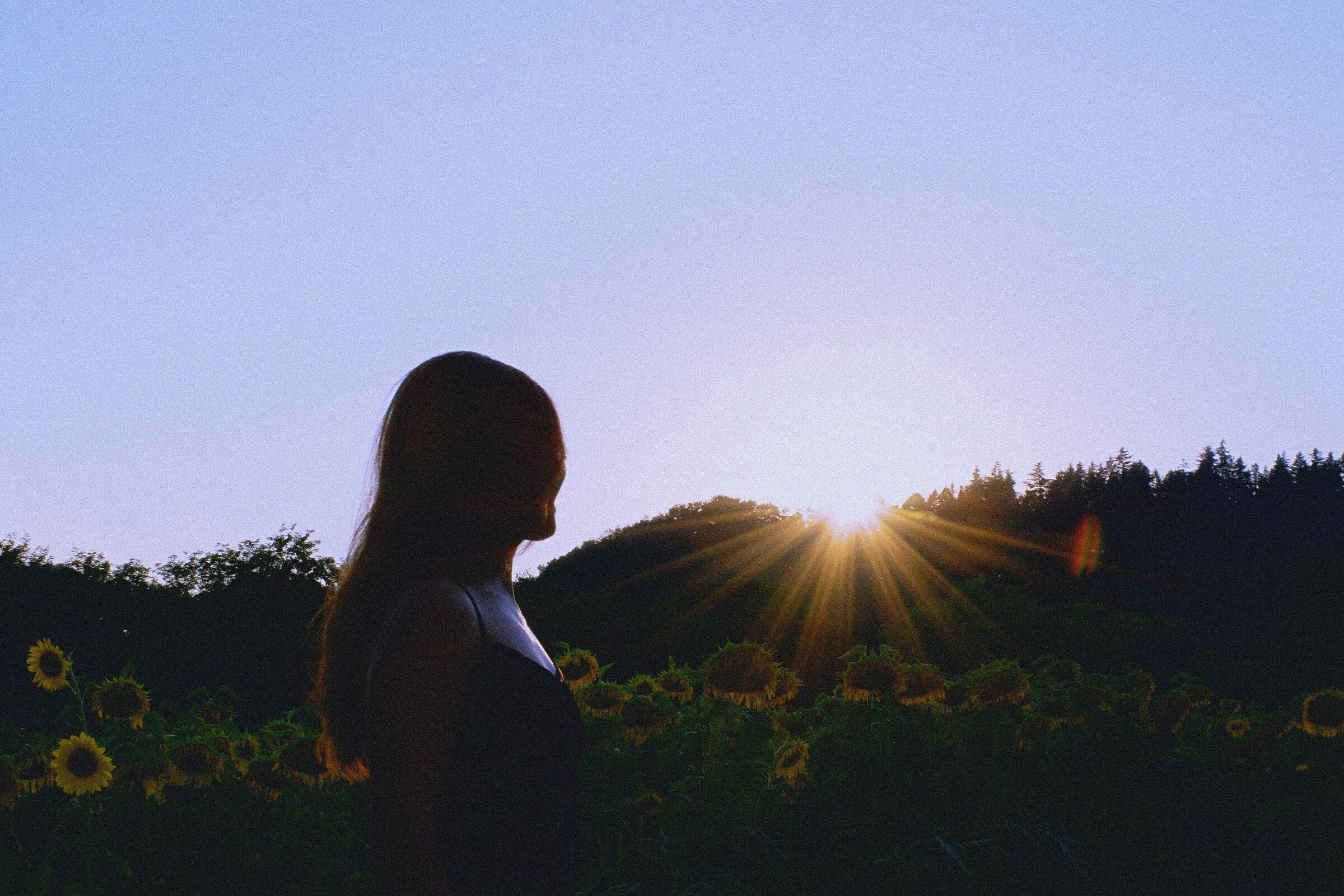 The magic of sunflowers