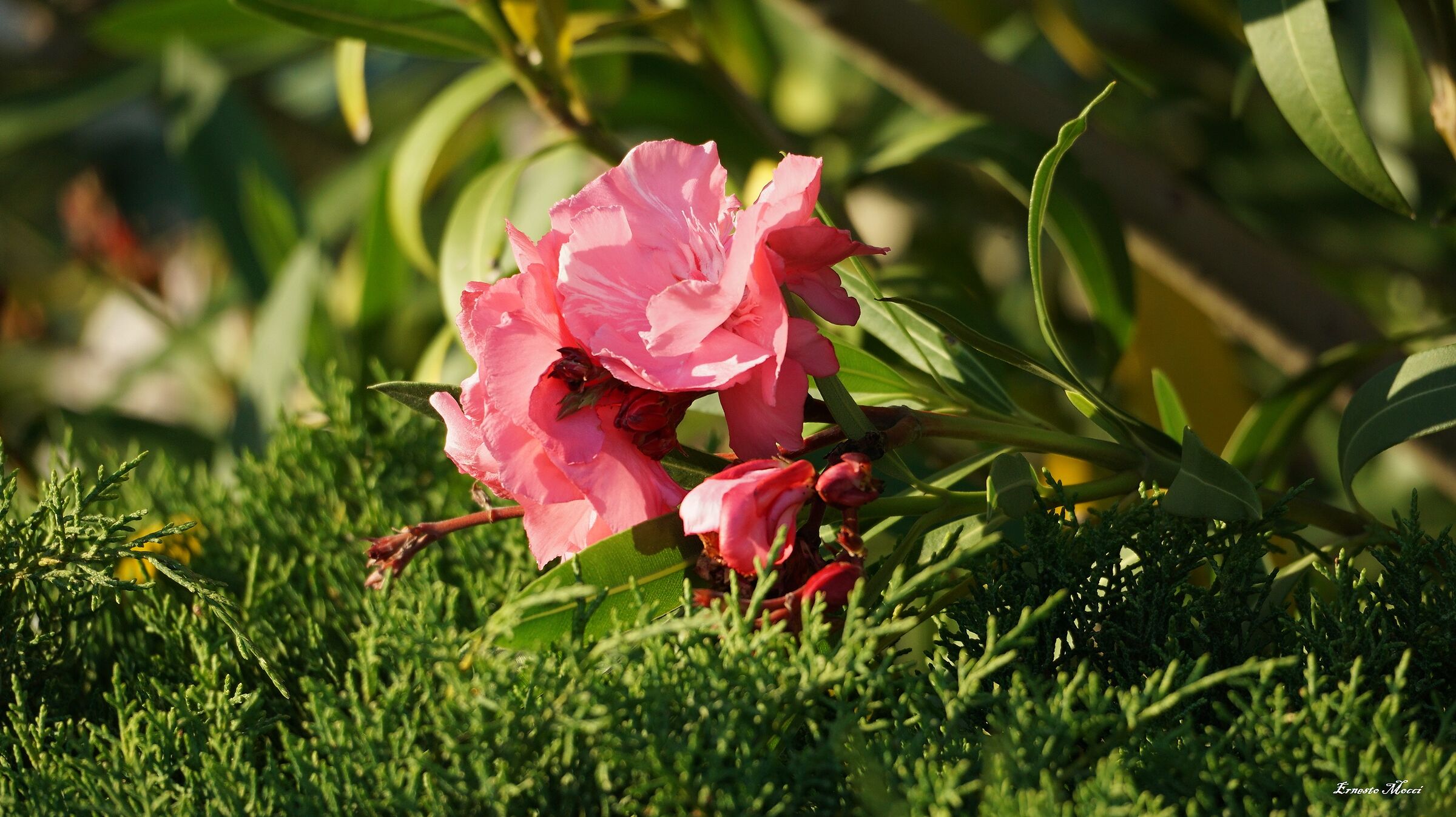 Fairy's Hands ........