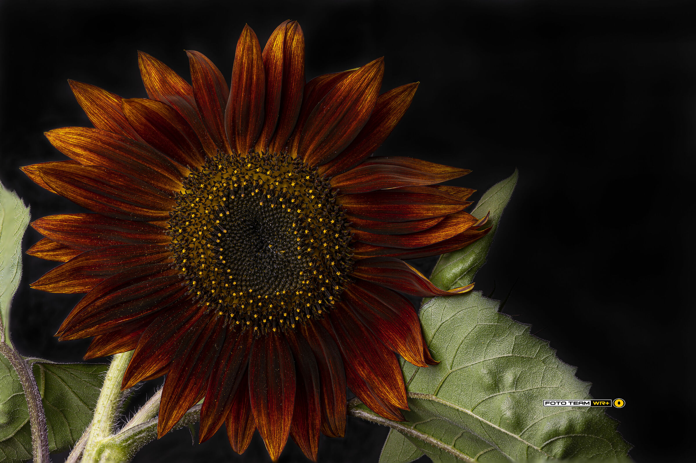 Helianthus