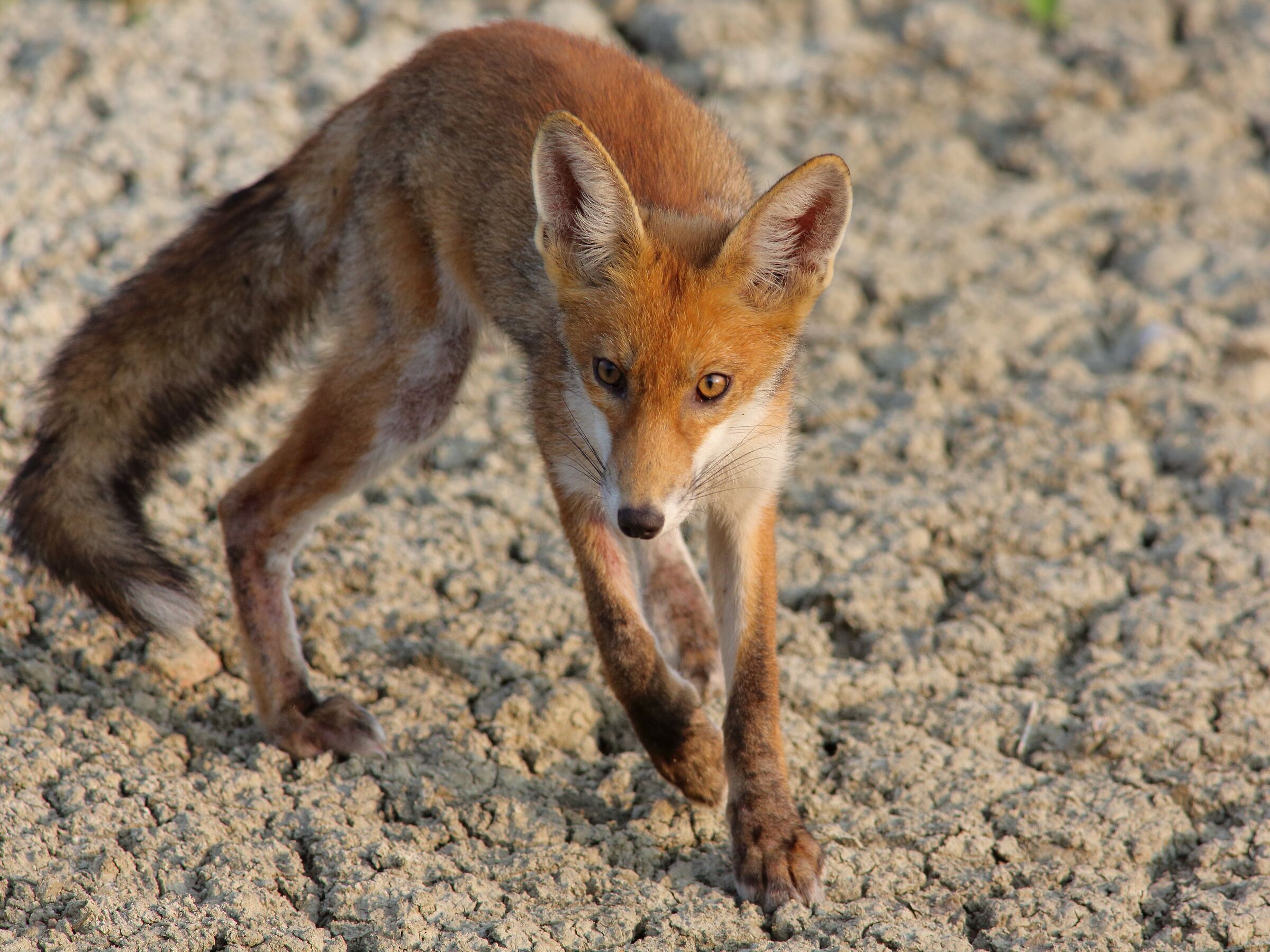 Vulpes vulpes     Volpe