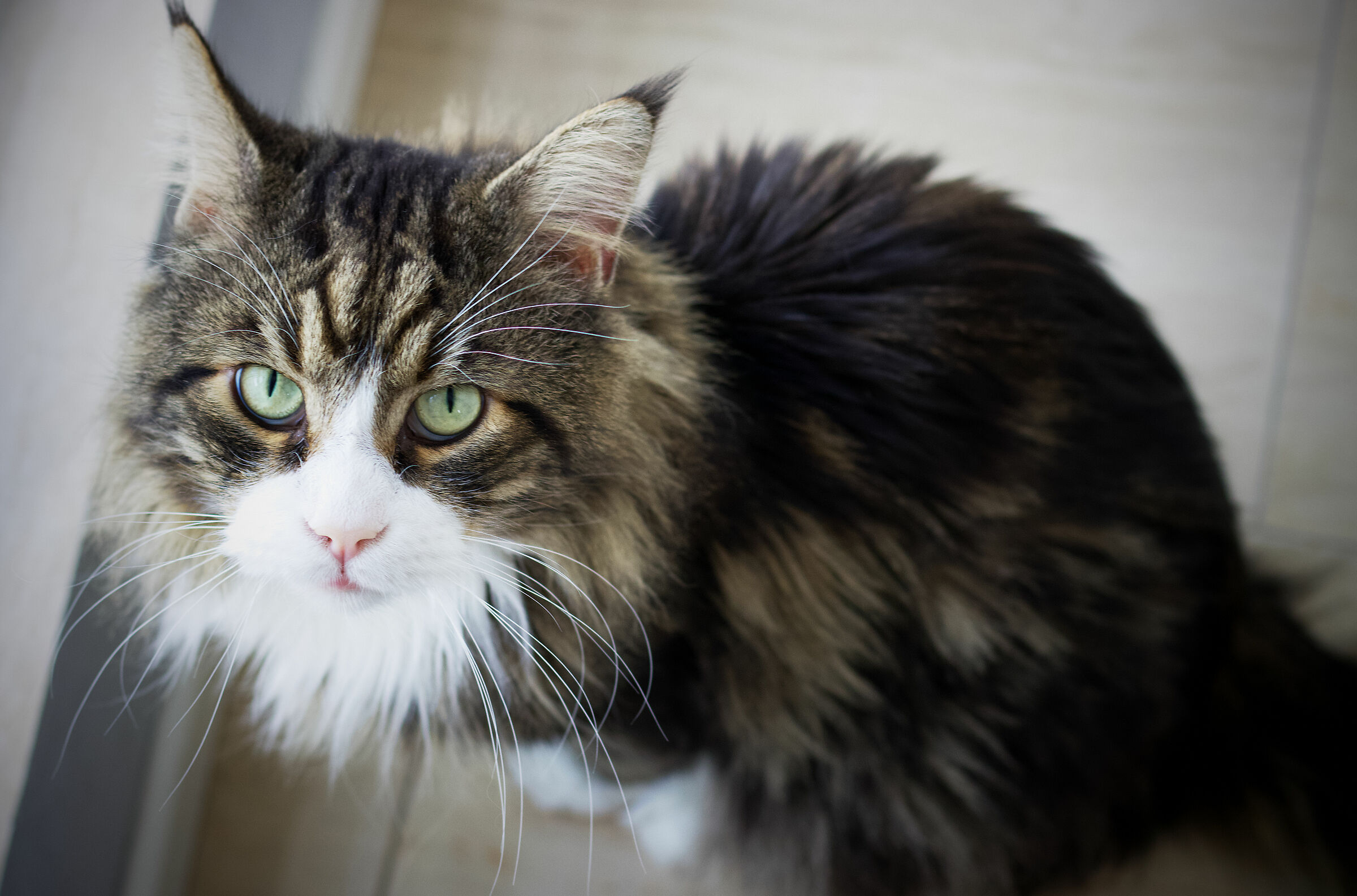 Pixelmator Photo Test