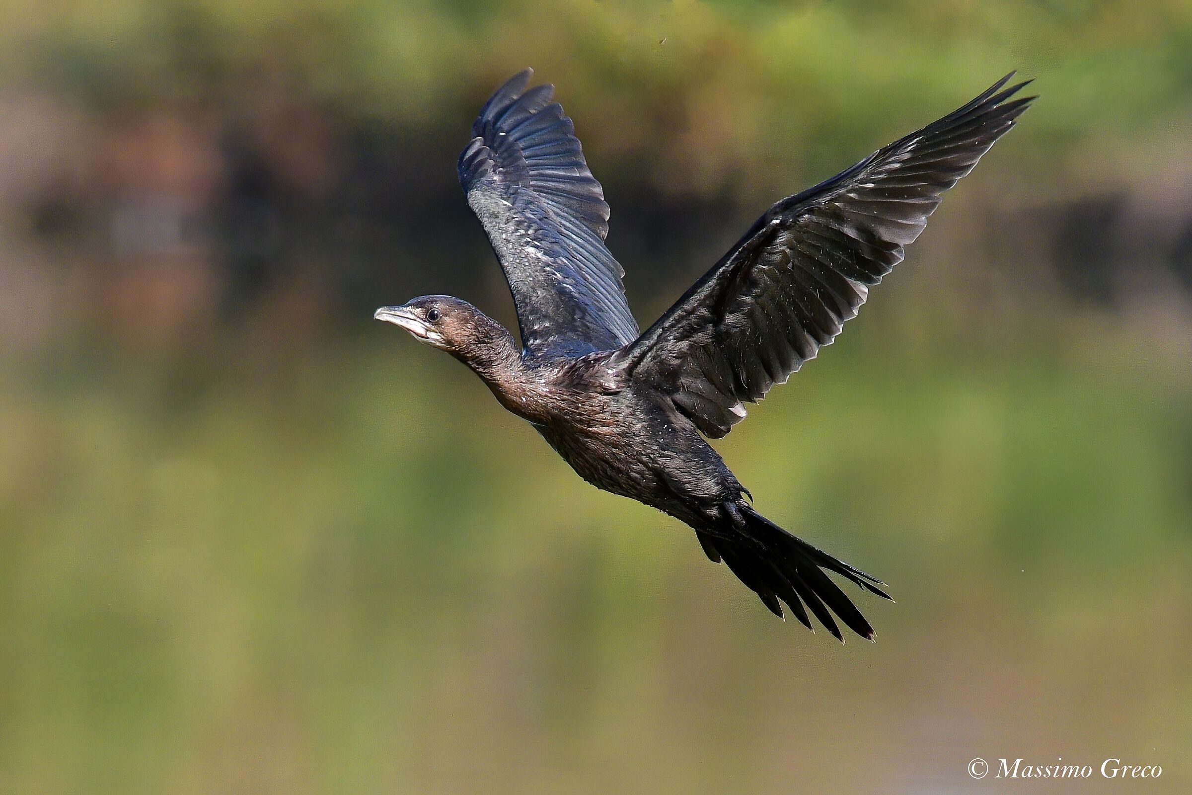 Marangone minore (Microcarbo pygmeus)