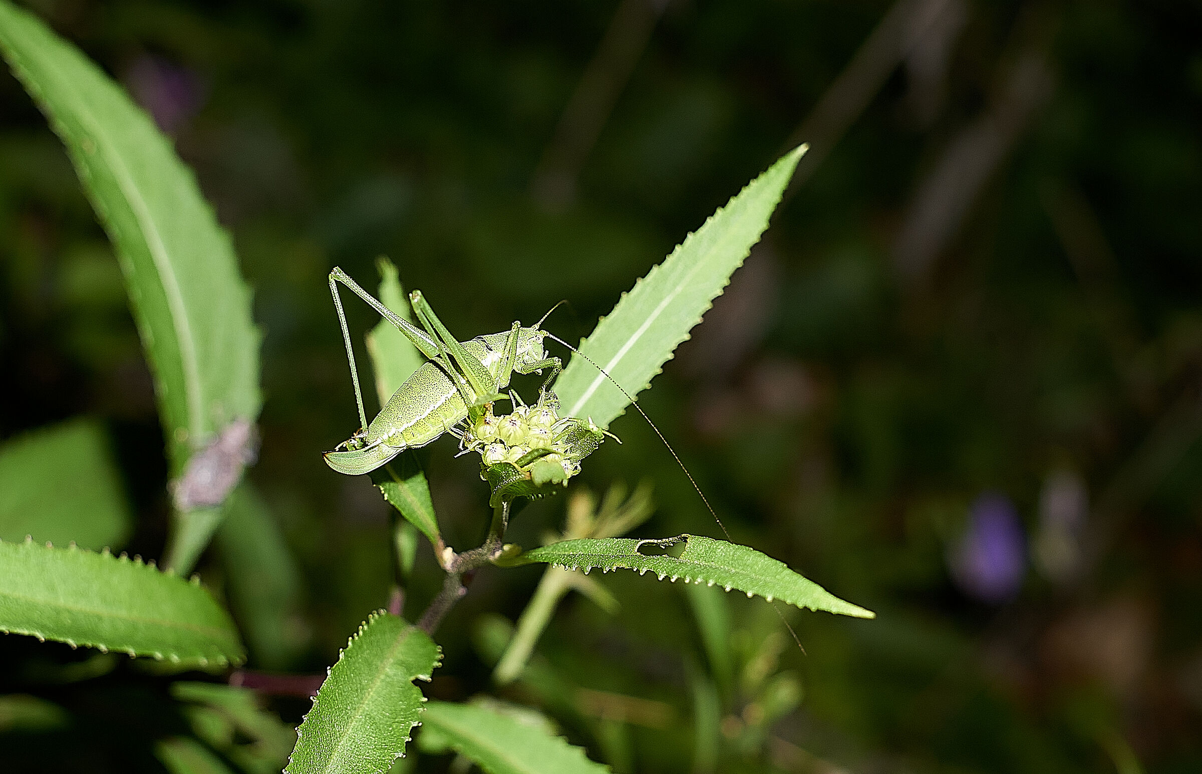 Risultati di ricerca Risultati web  Grasshopper