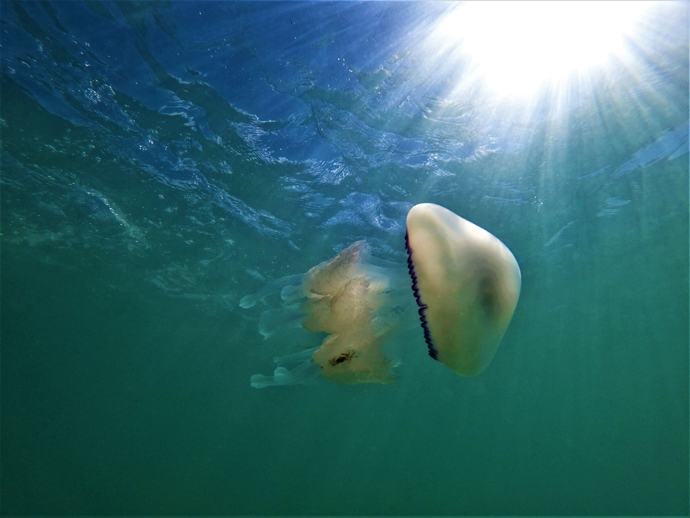 Il pranzo della medusa.