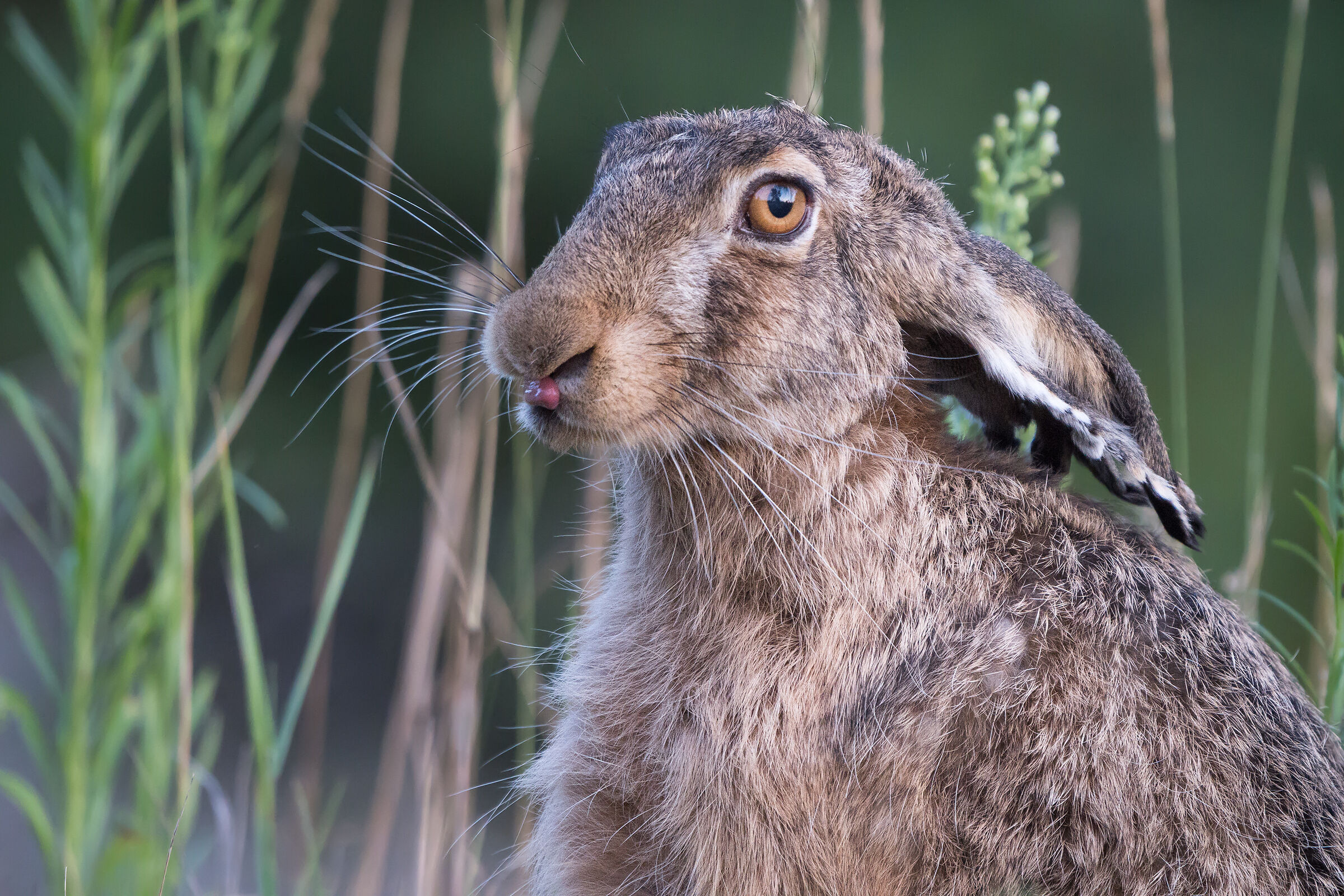 Lepre marrone (Lepus europaeus)