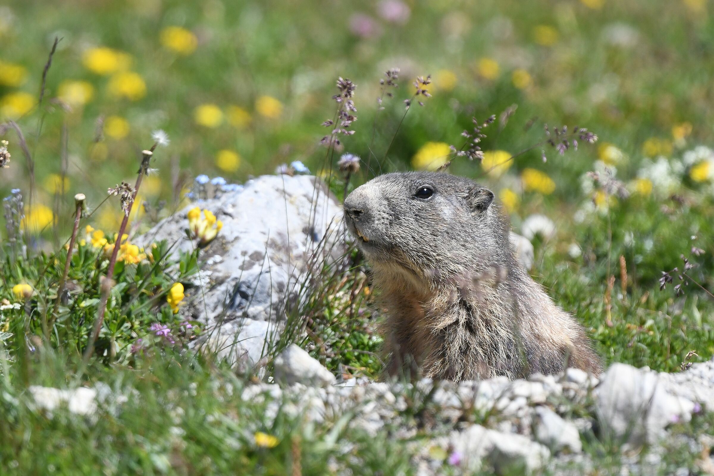 marmotta