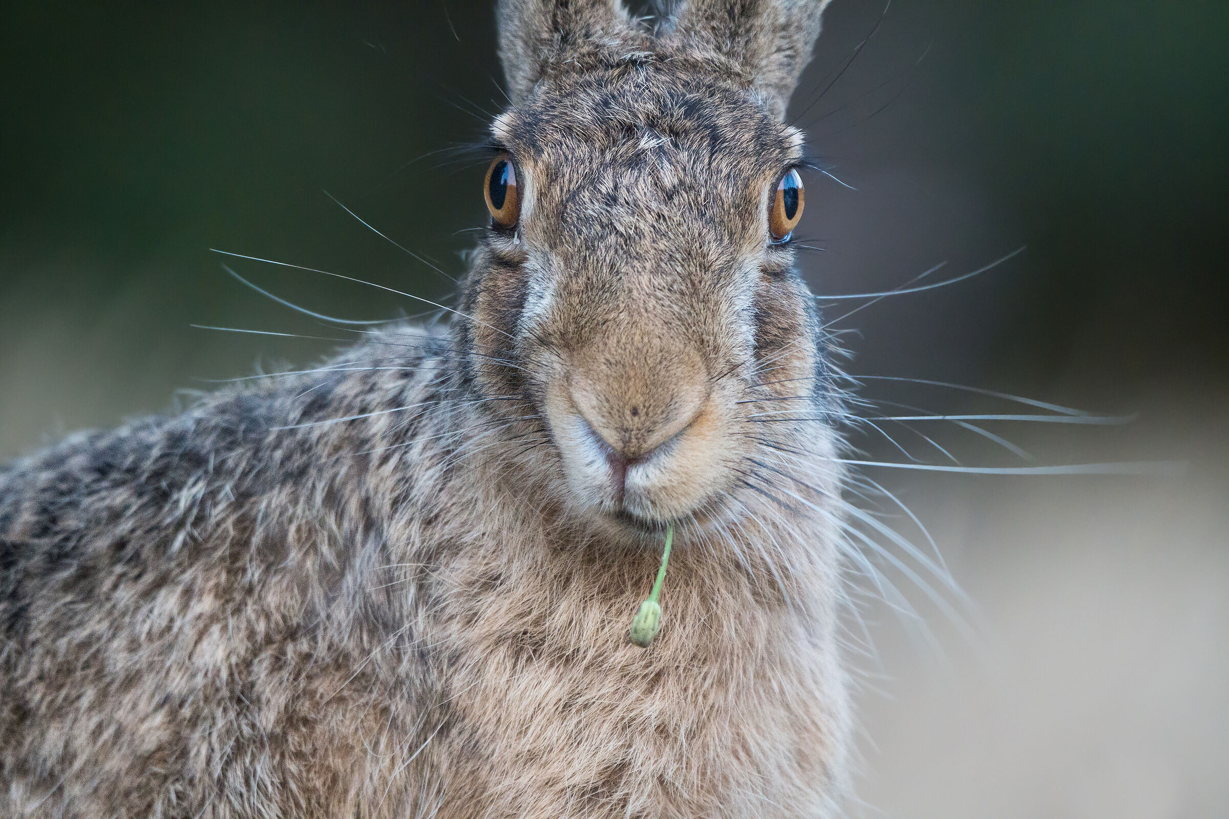 Lepre marrone (Lepus europaeus)