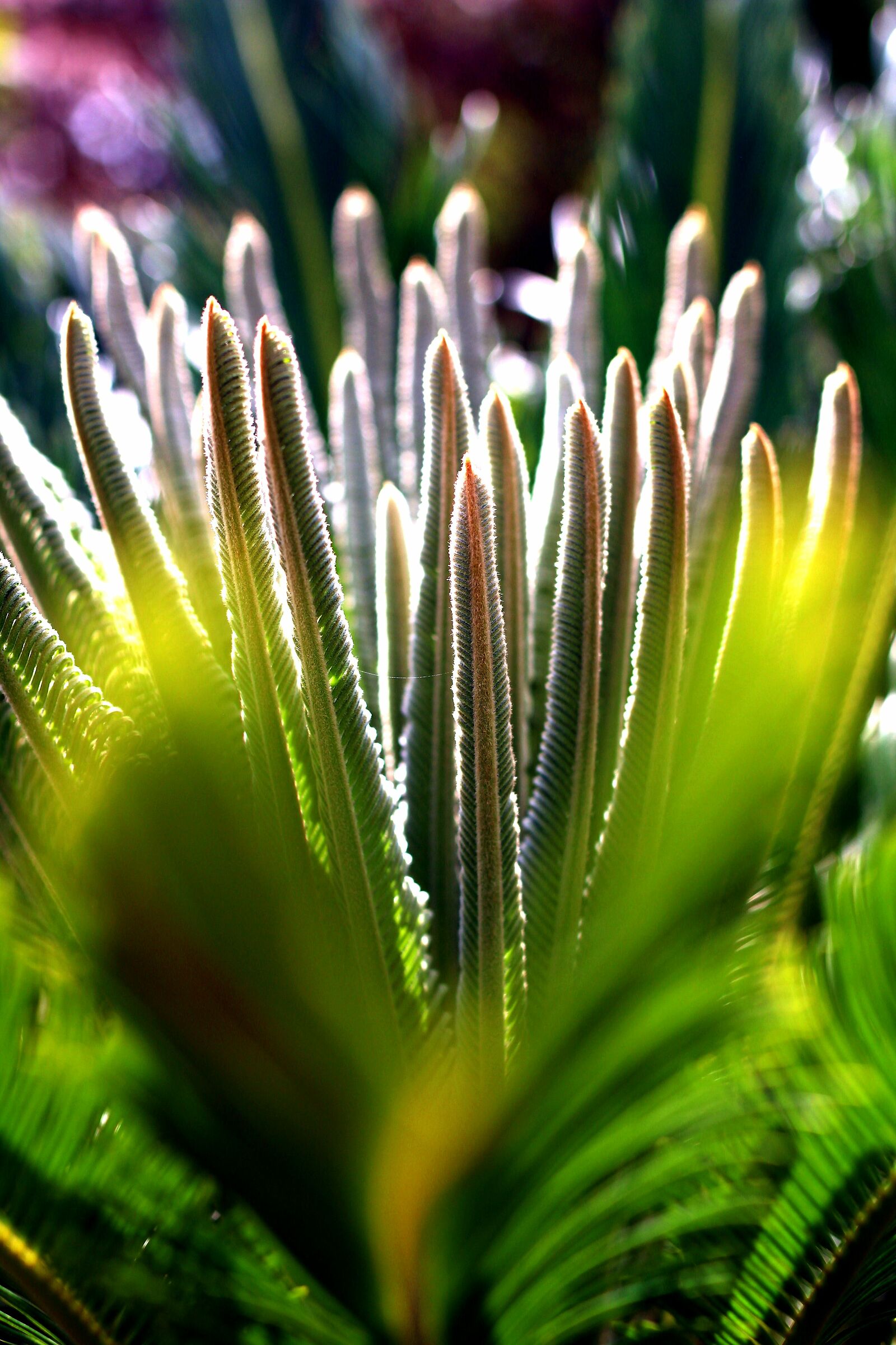 Diversamente natura 2