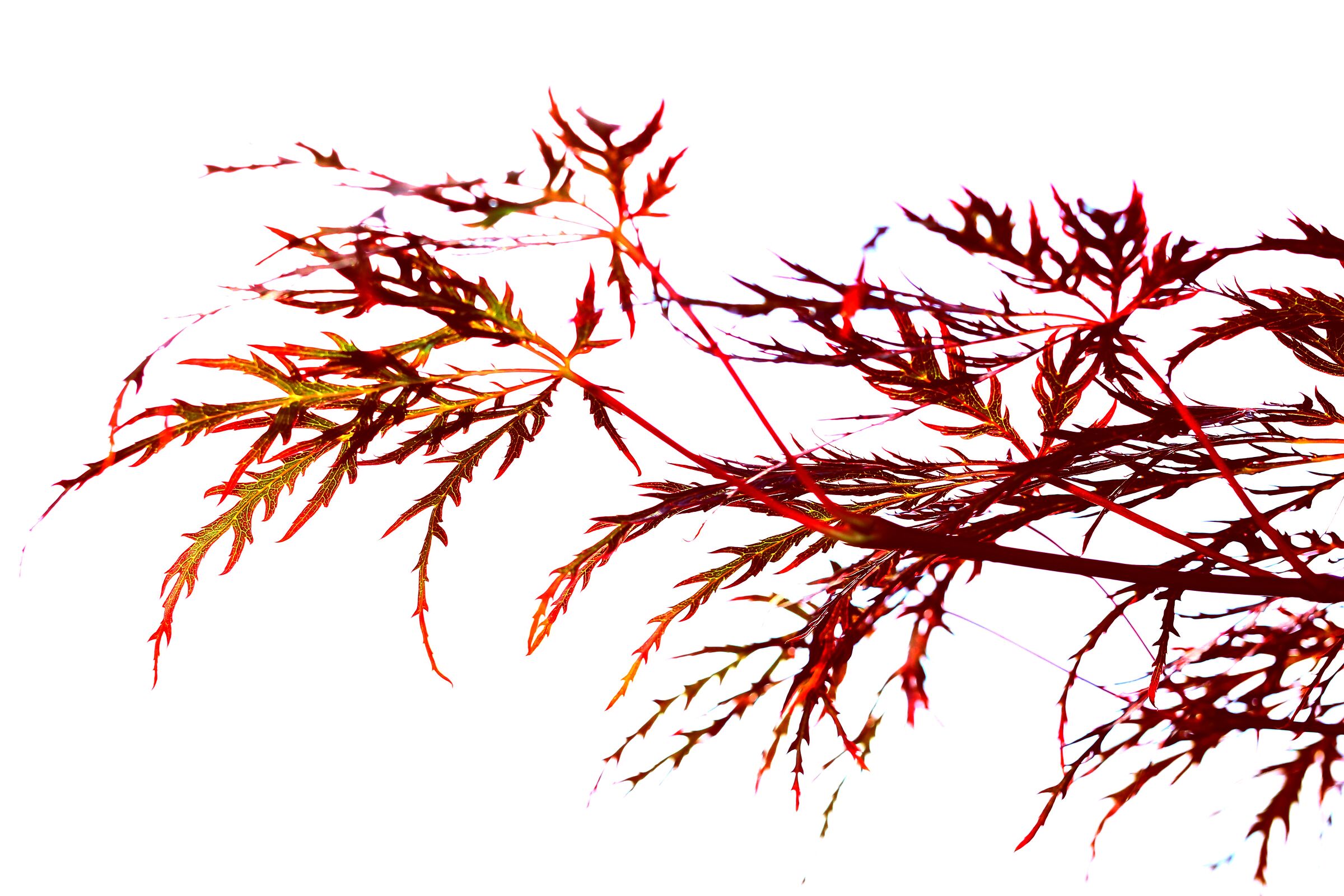 Diversamente natura 4