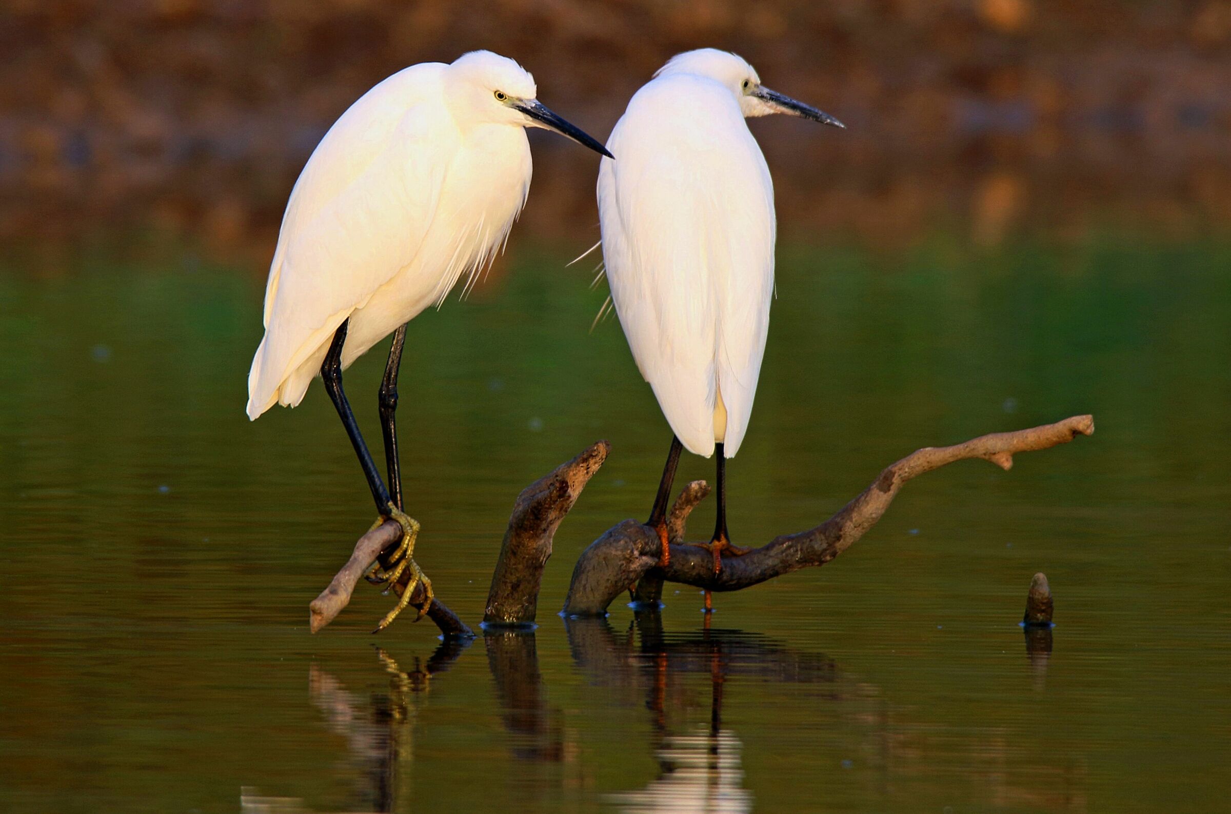 Egretta garzetta alba