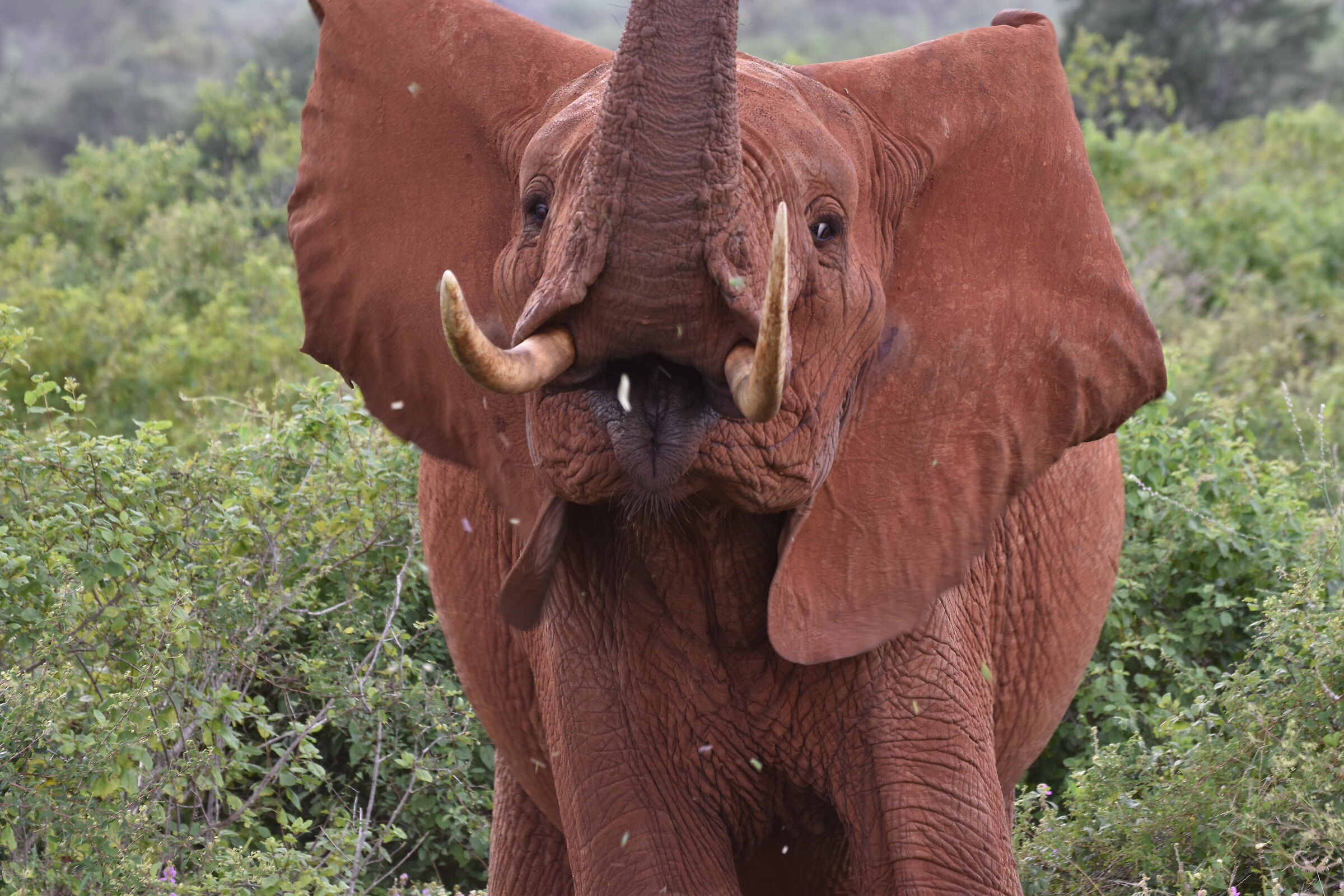 Elephant
