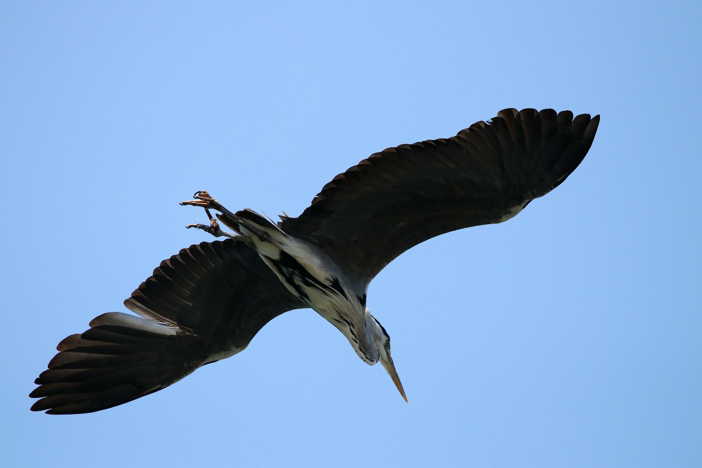 heron in flight