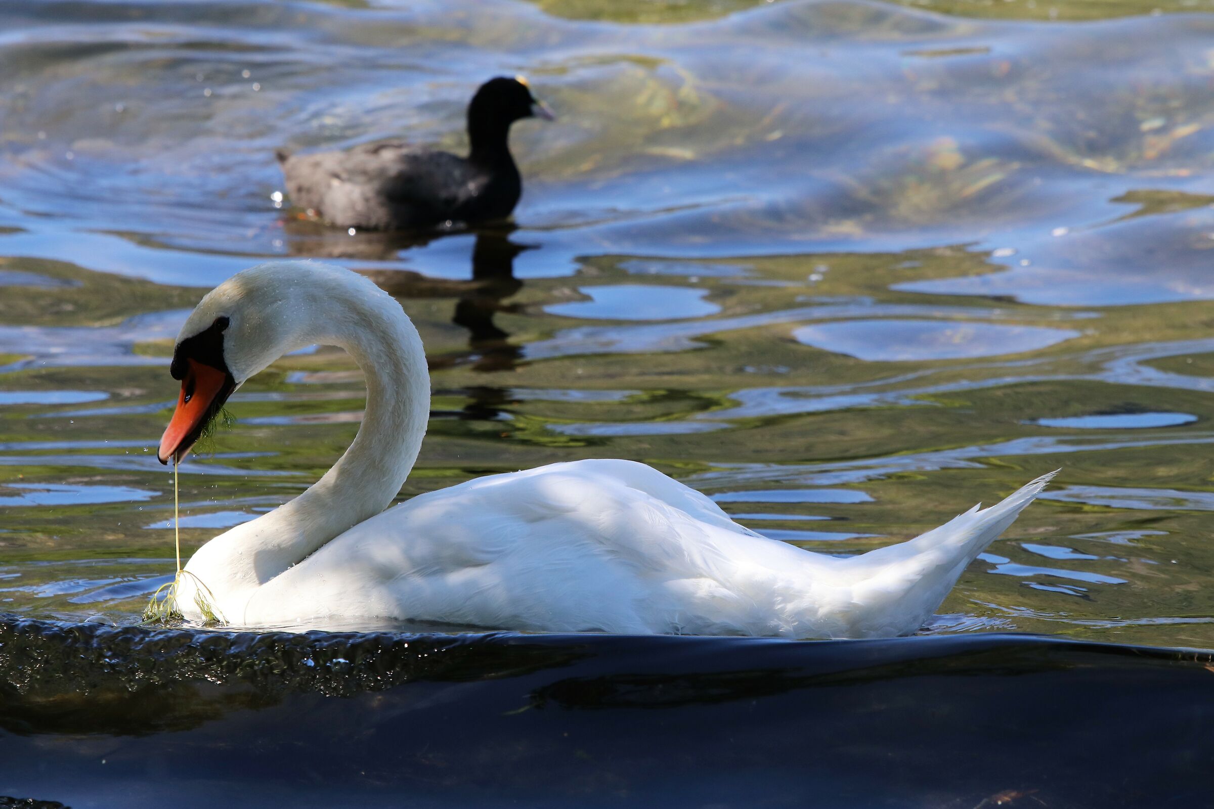 swan -