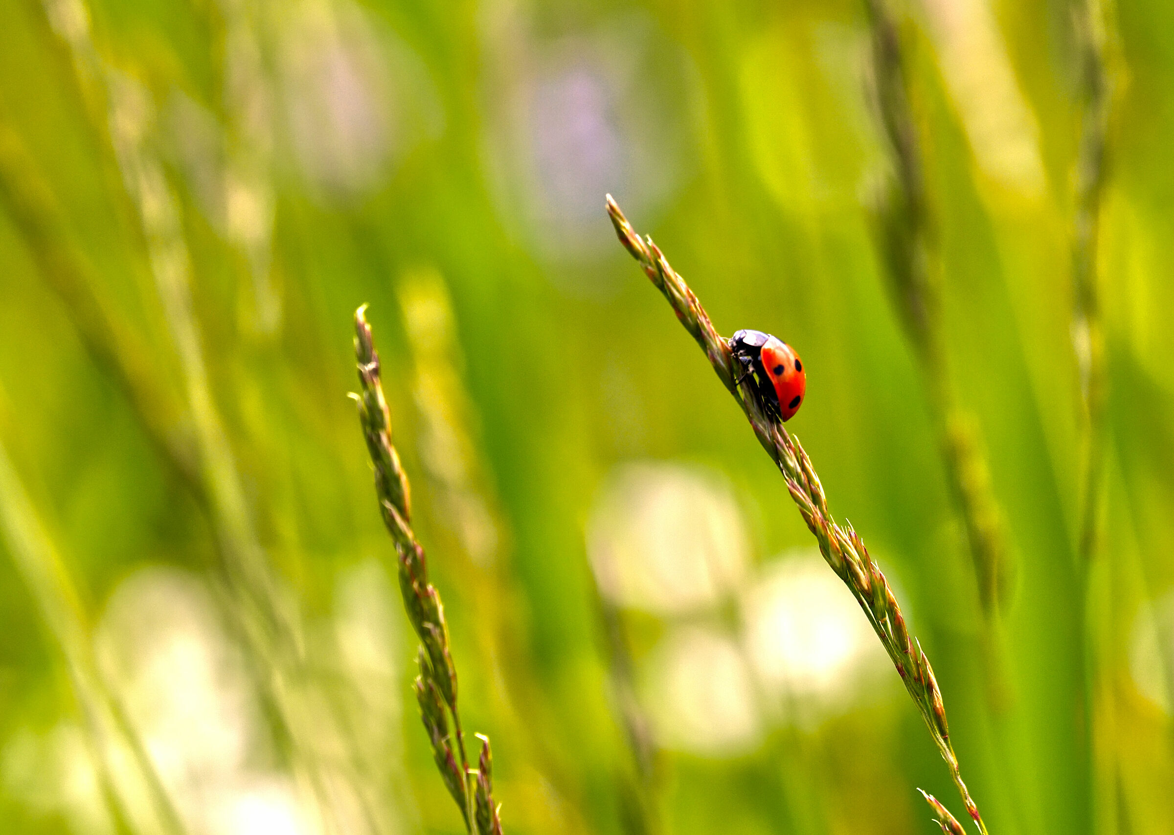 Common ladybug