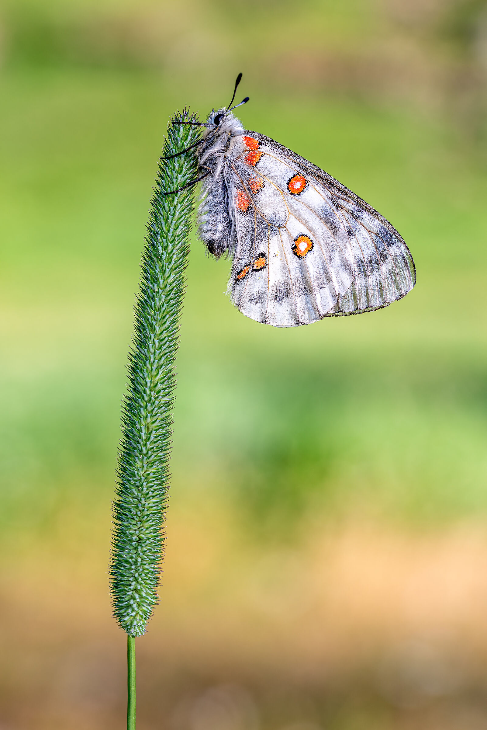 Parnassius apollo.
