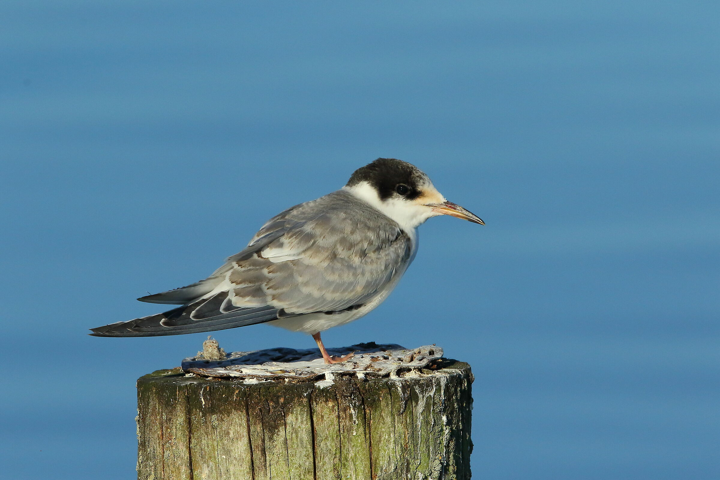 Giovane di sterna comune