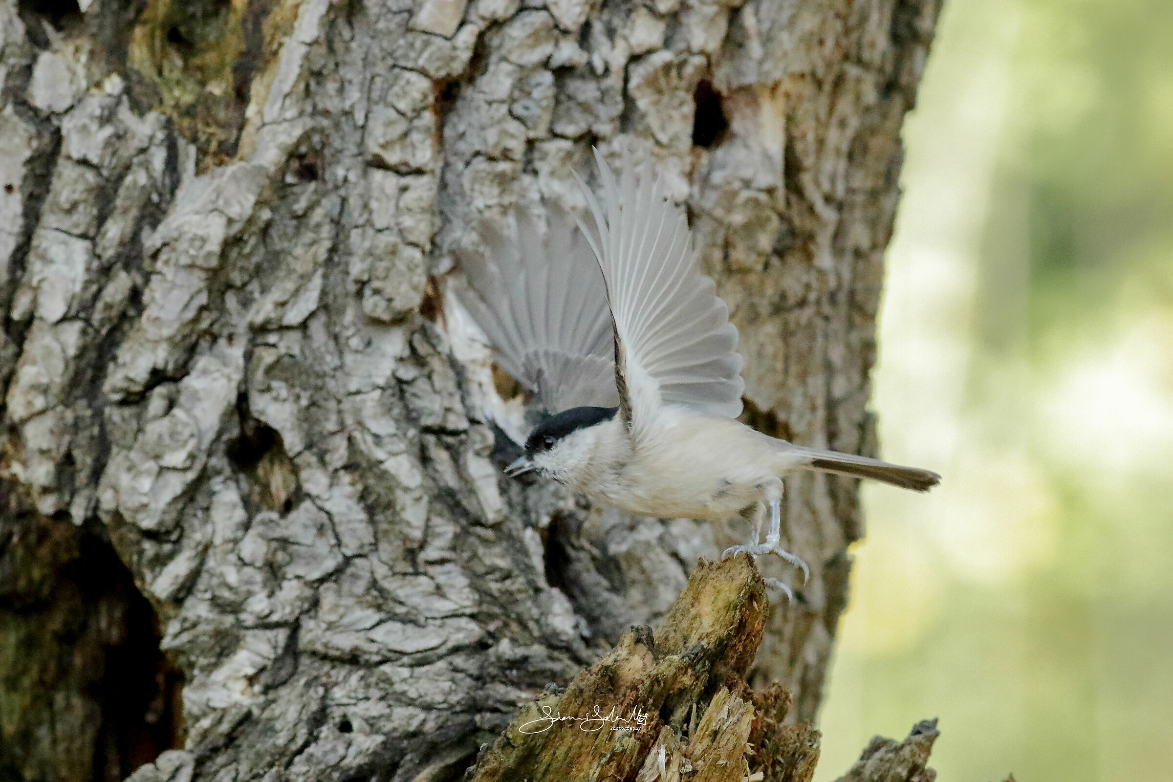O-oop! (Poecile palustris, Linnaeus, 1758)
