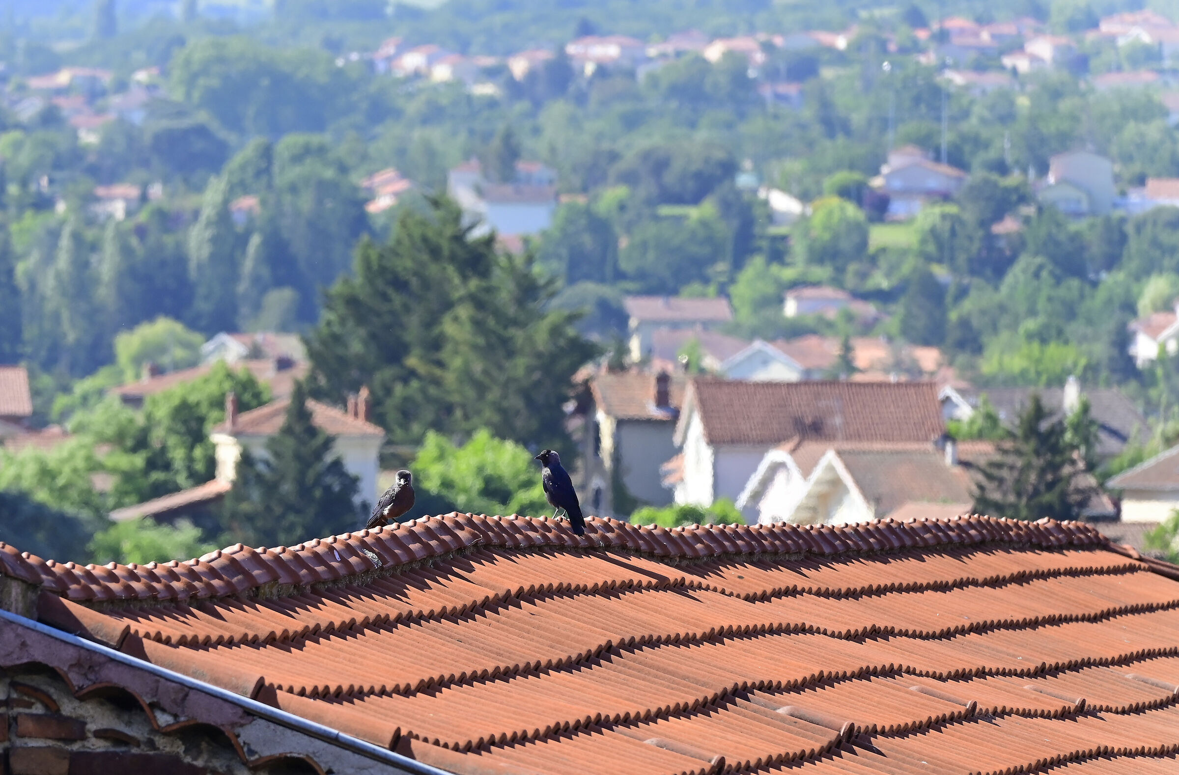 Montbrison Loire France