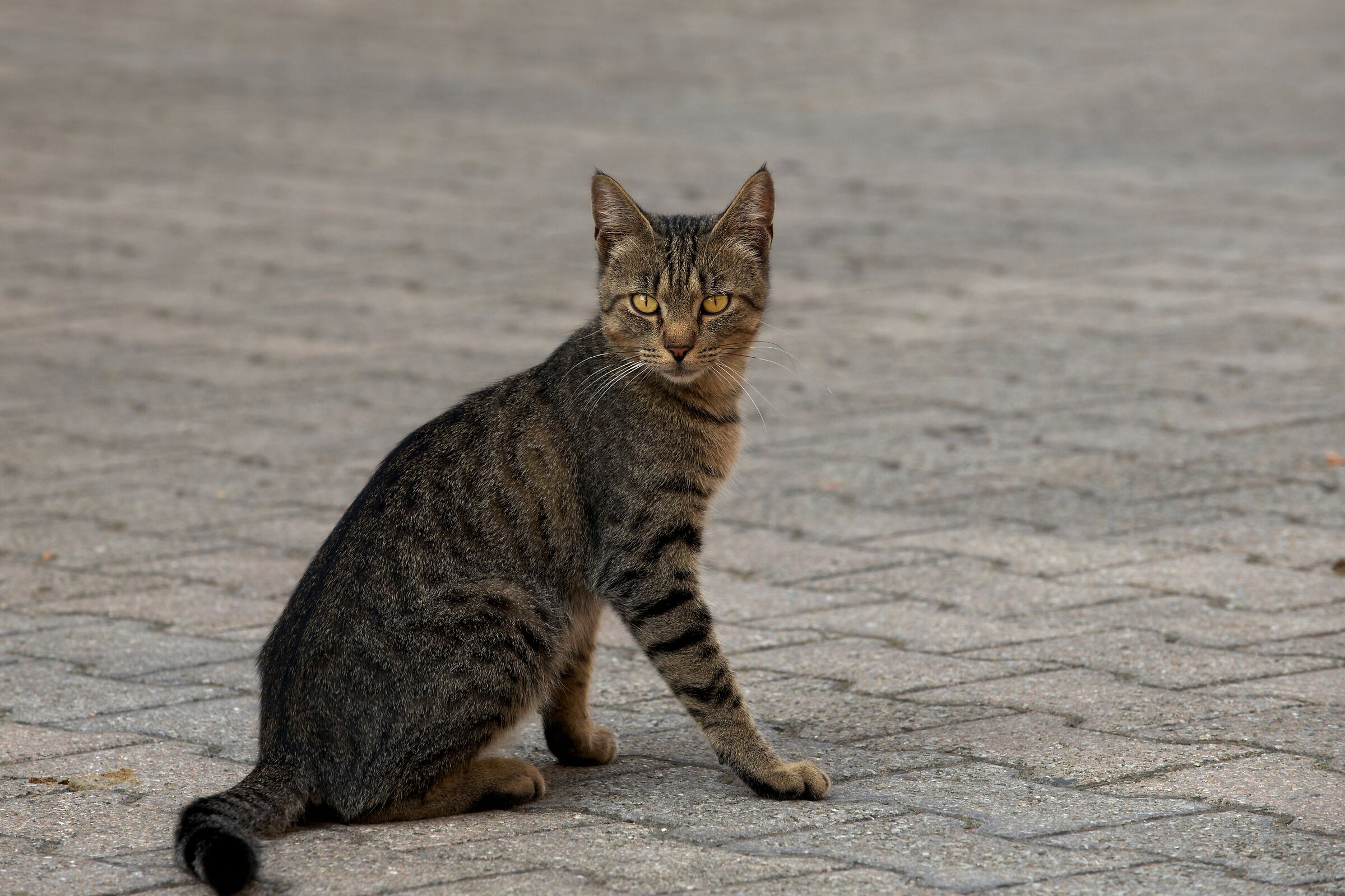 Meow !