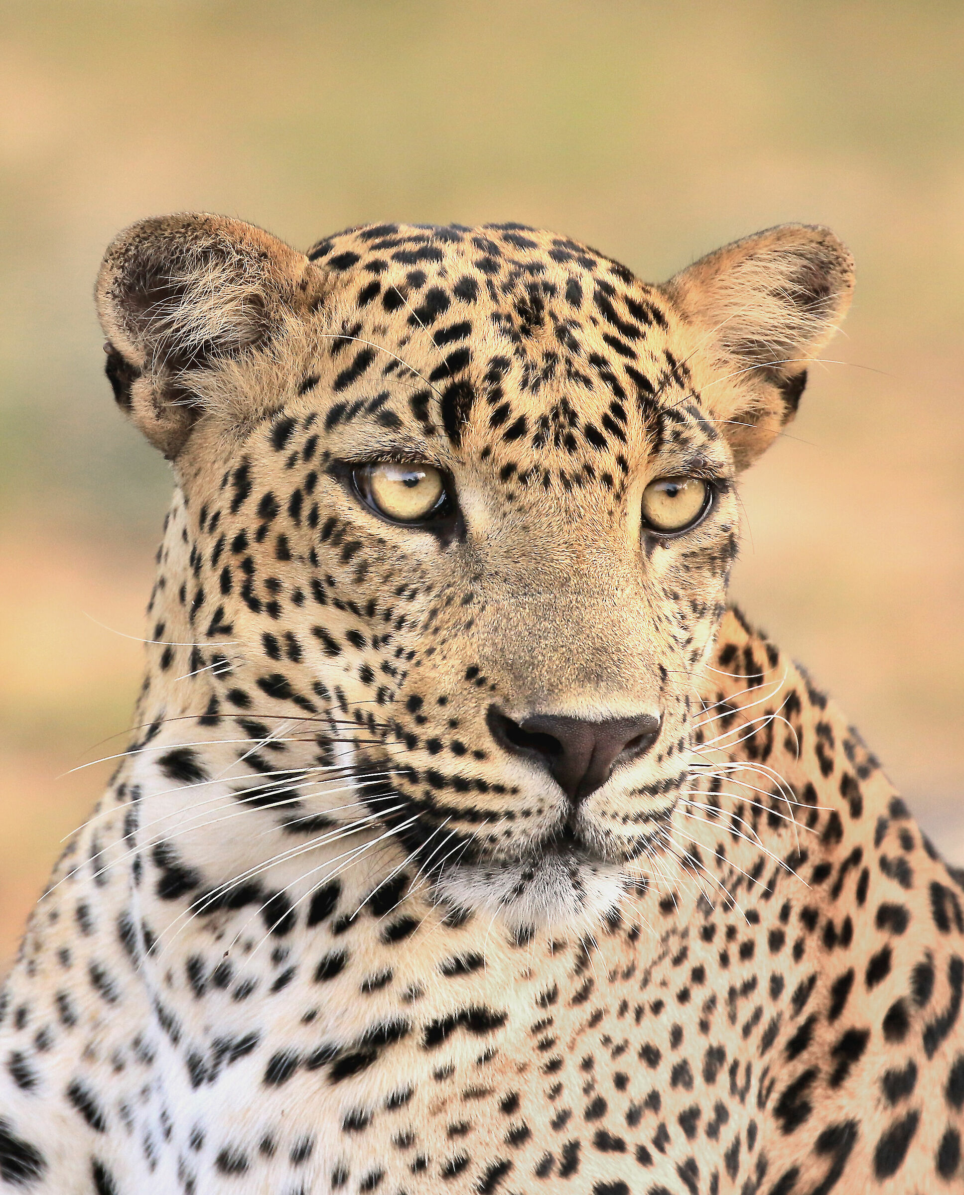 A 50 metri dalla mia abitazione, fuori dai parchi