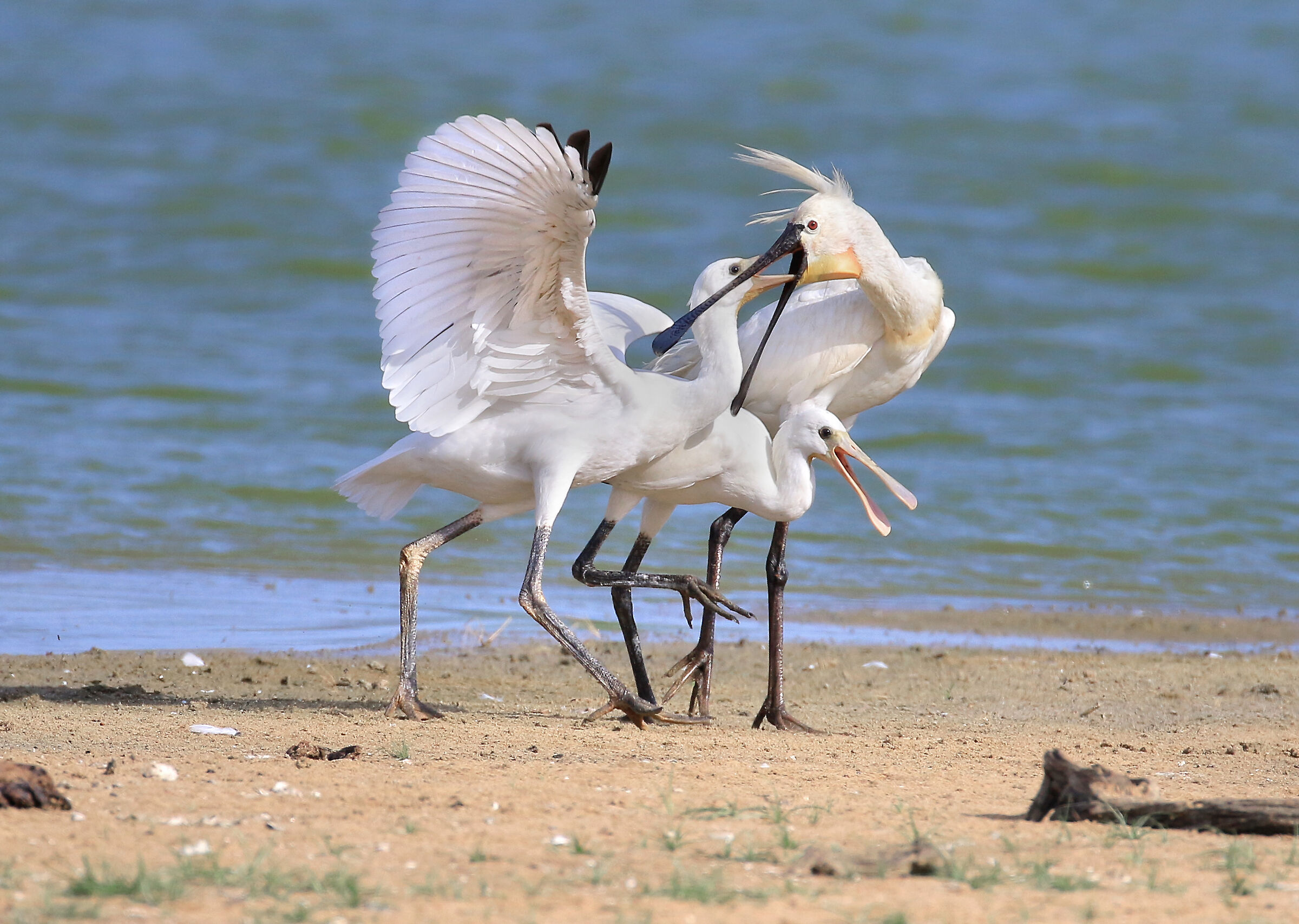l'imbeccata delle Spatole