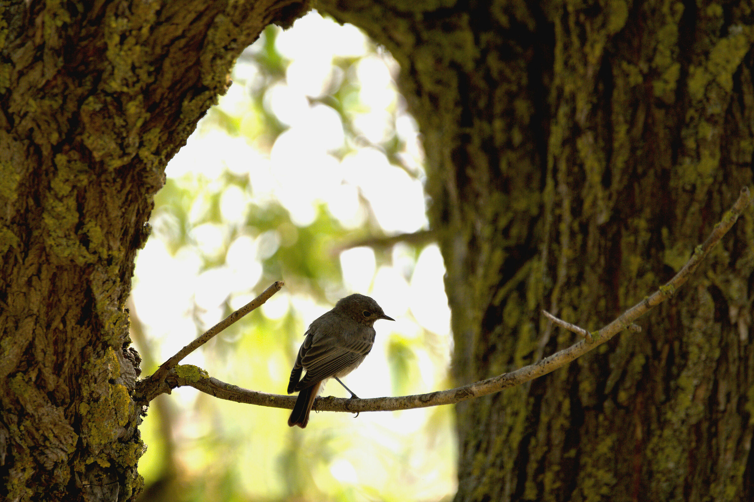 Codirosso ambientato