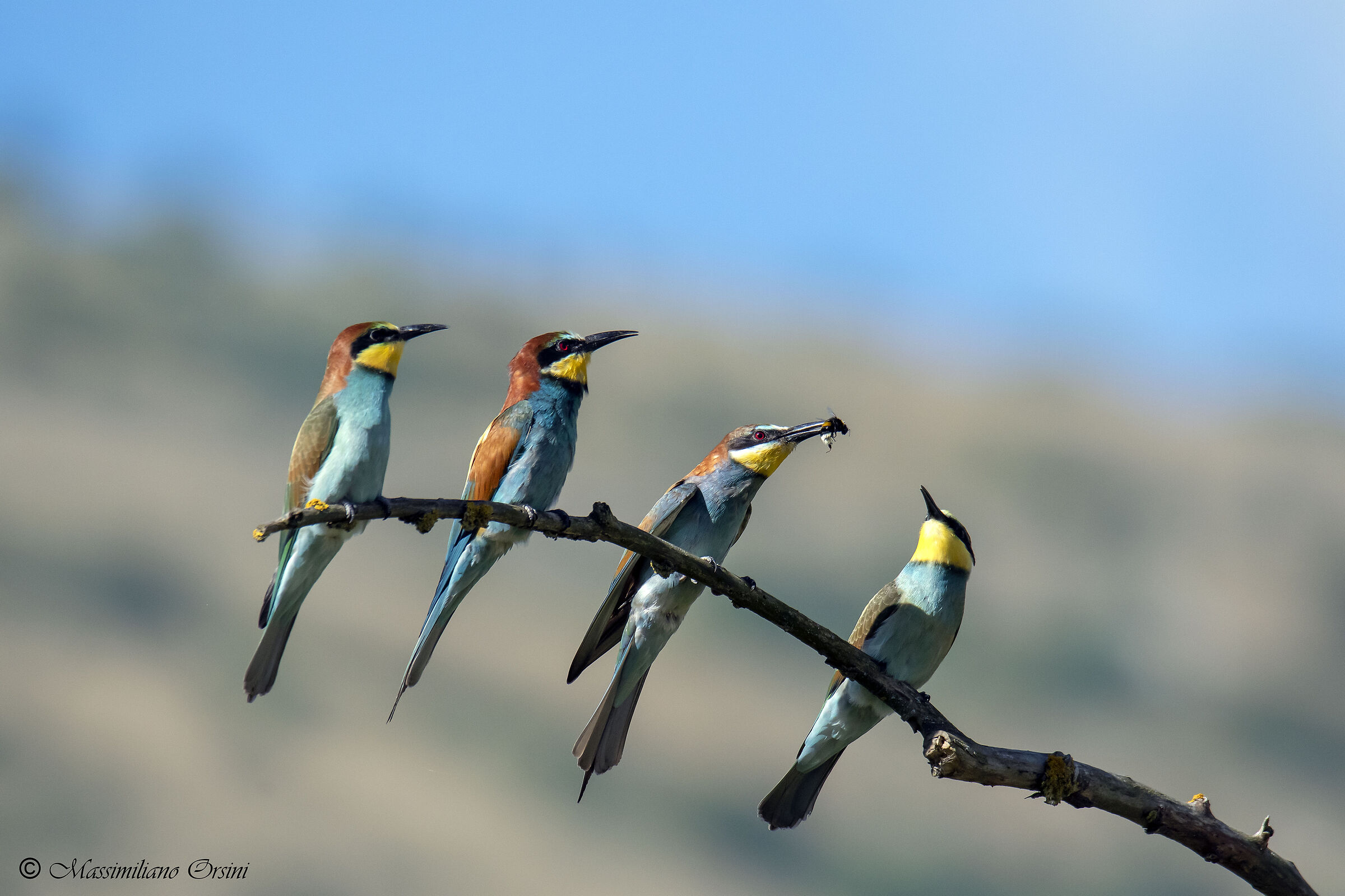 Cranes that are weaned