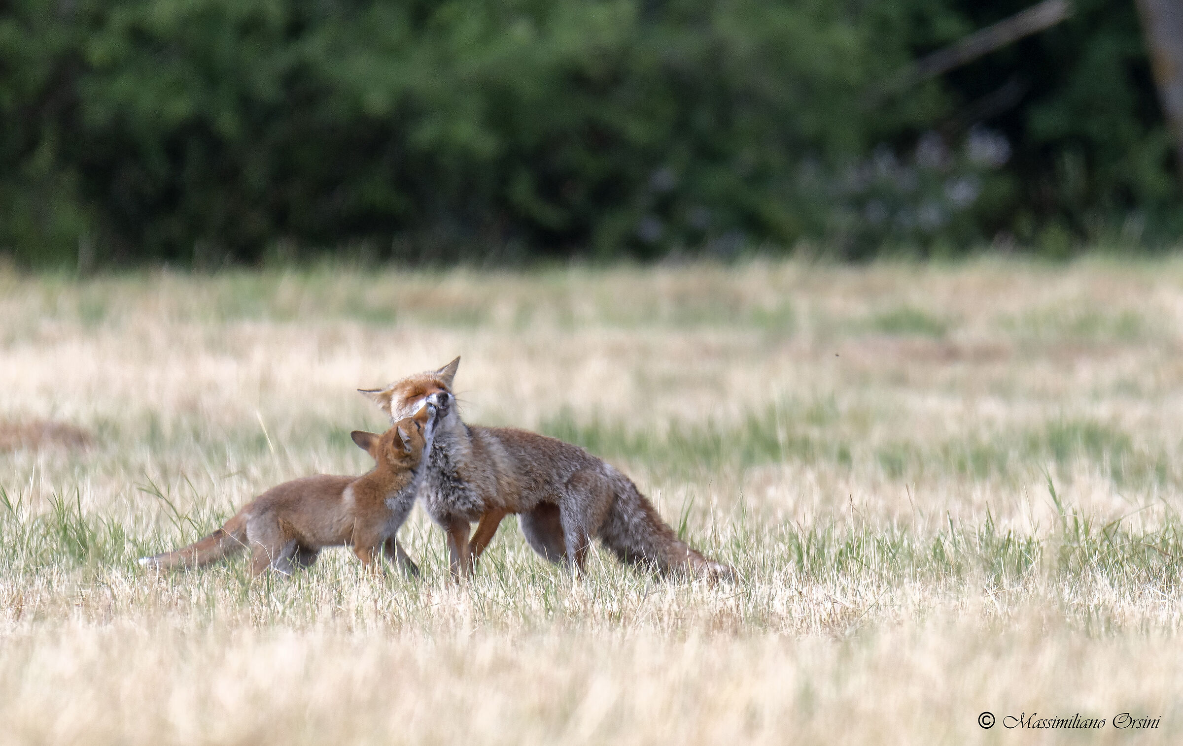 Adulto di Volpe rossa con cucciolo