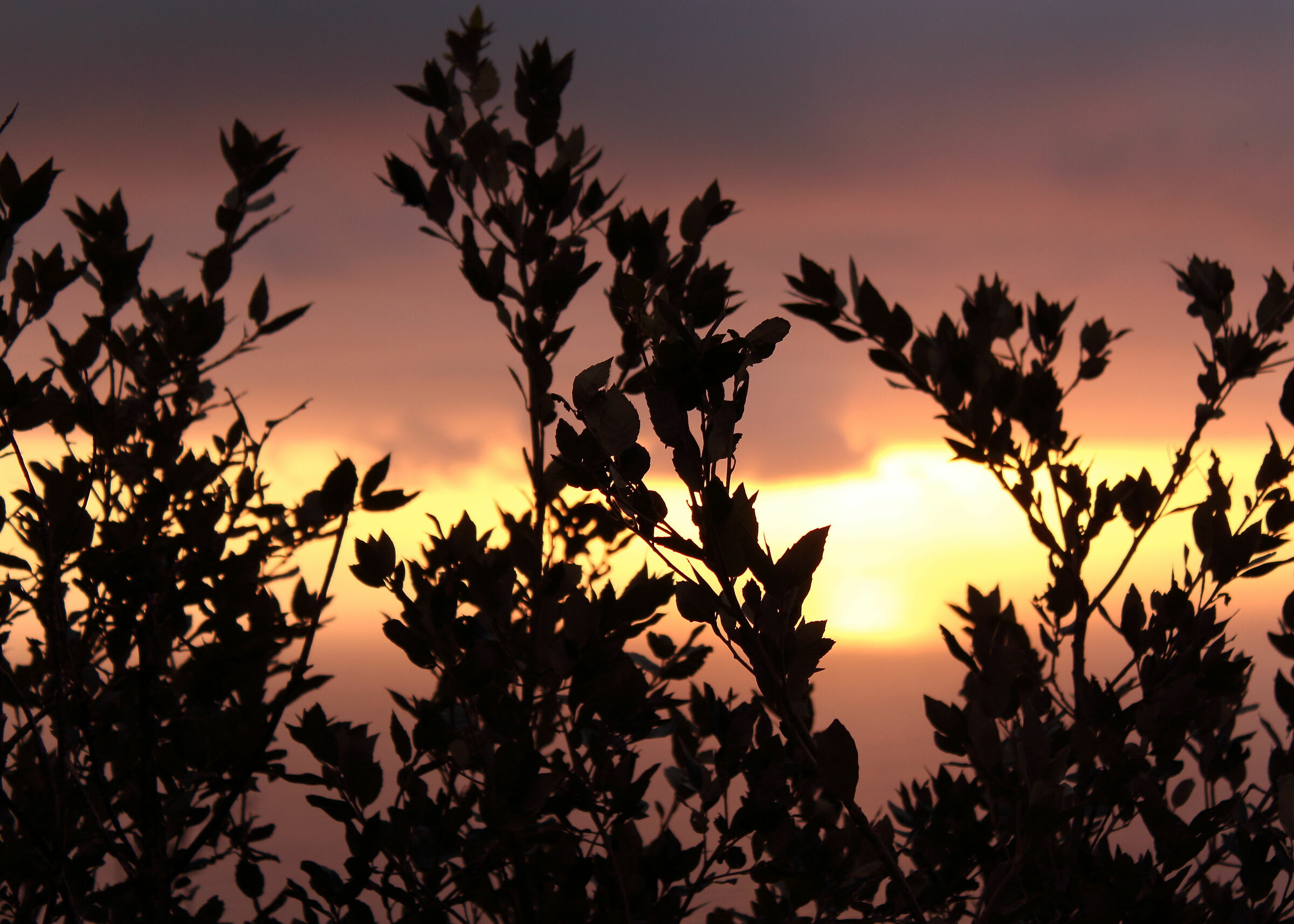 Painted sunset