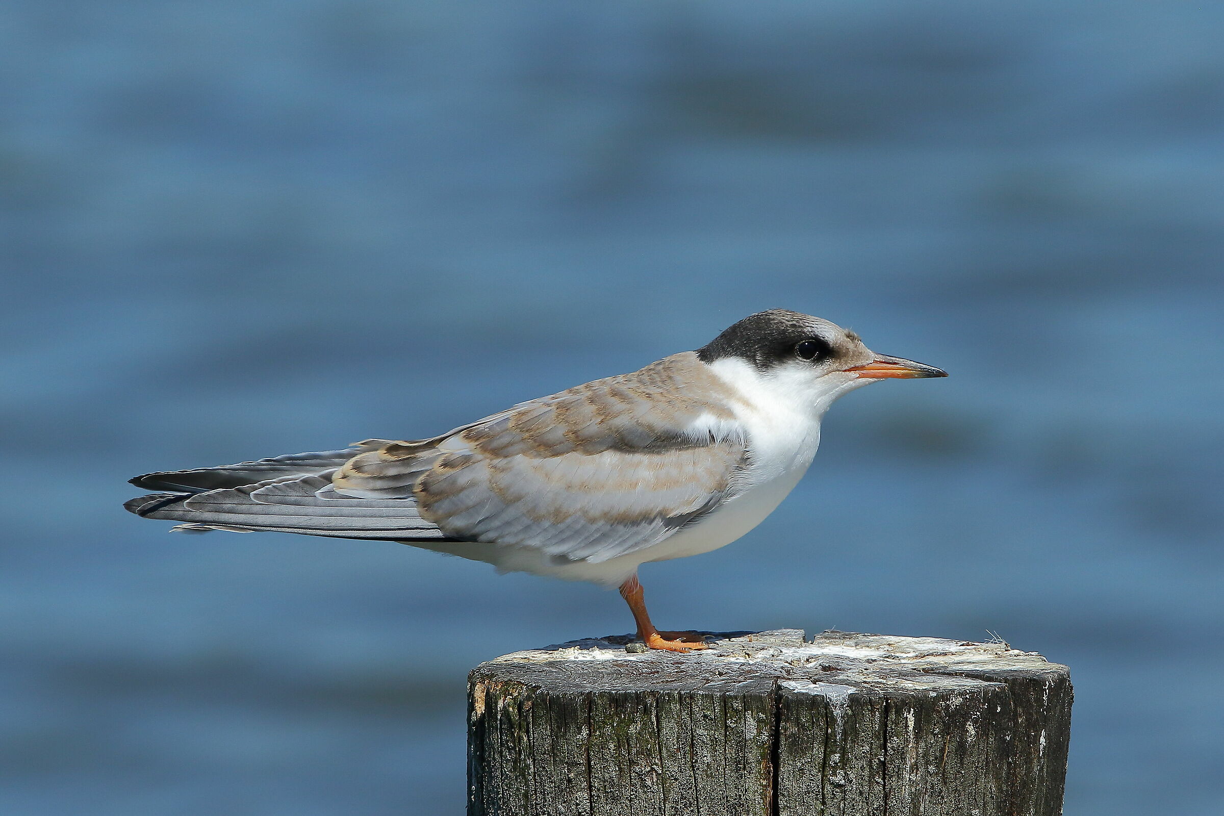 Giovane di Sterna comune