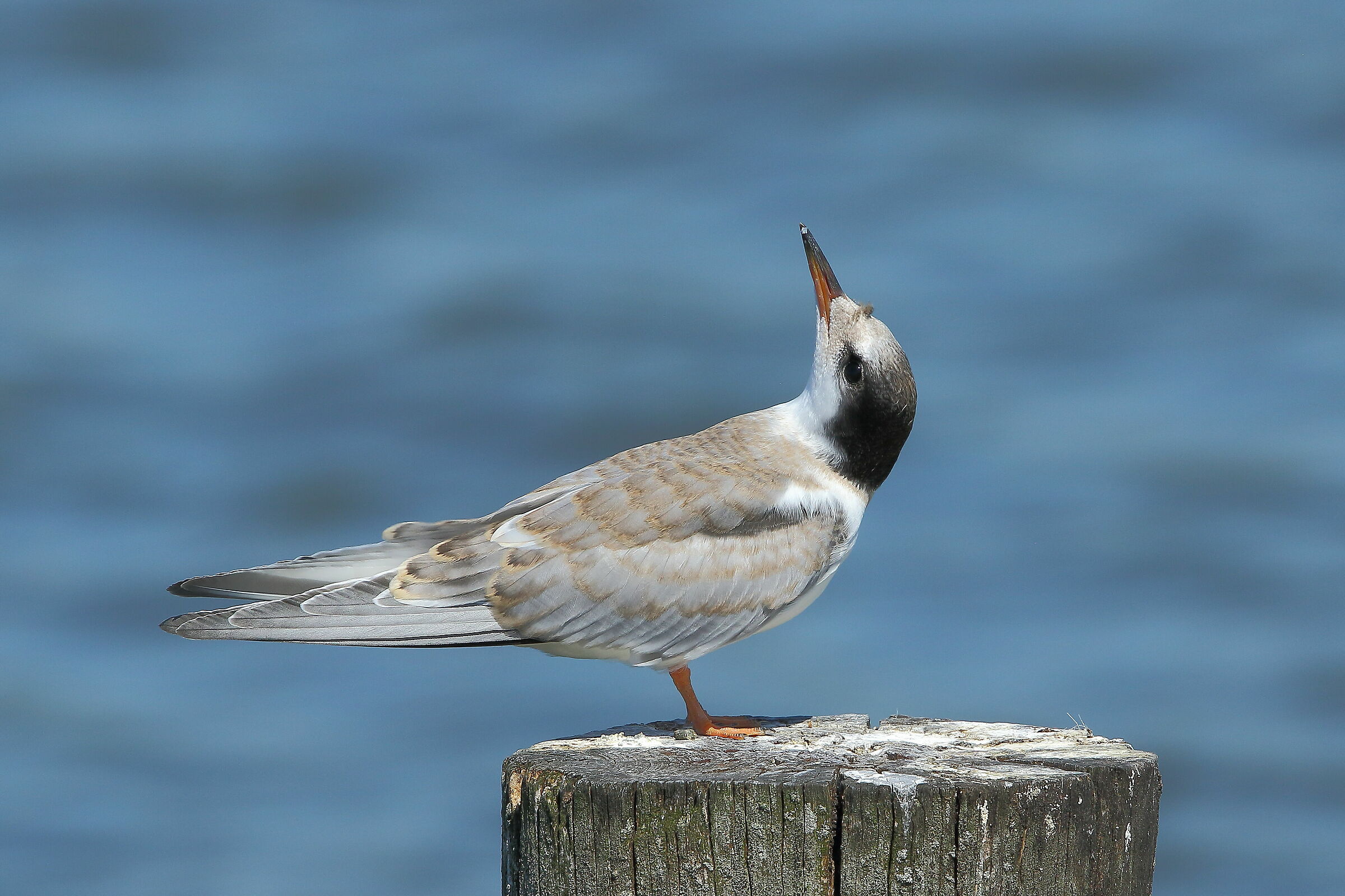 Giovane di Sterna comune