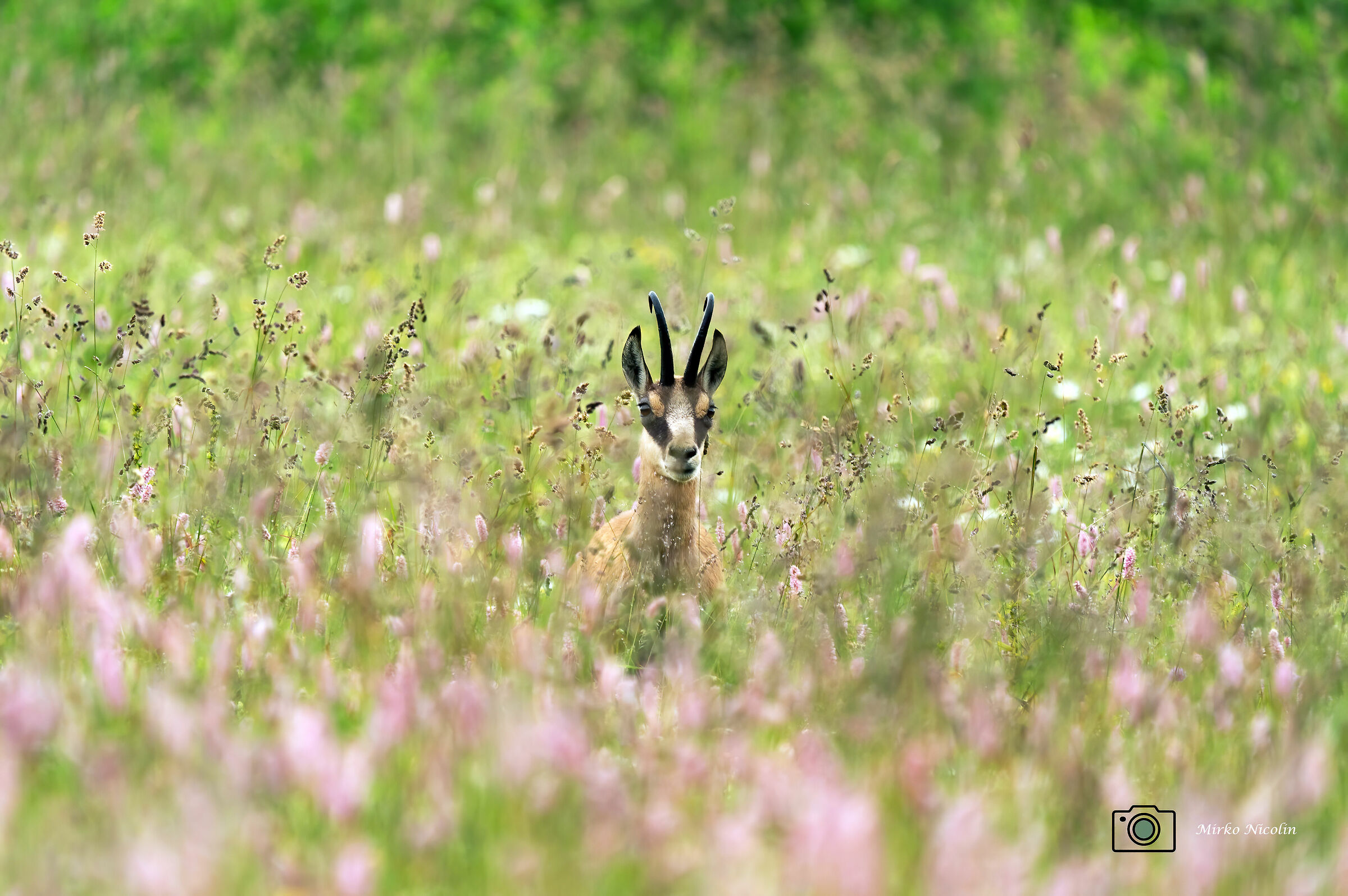 Blessed among the flowers...