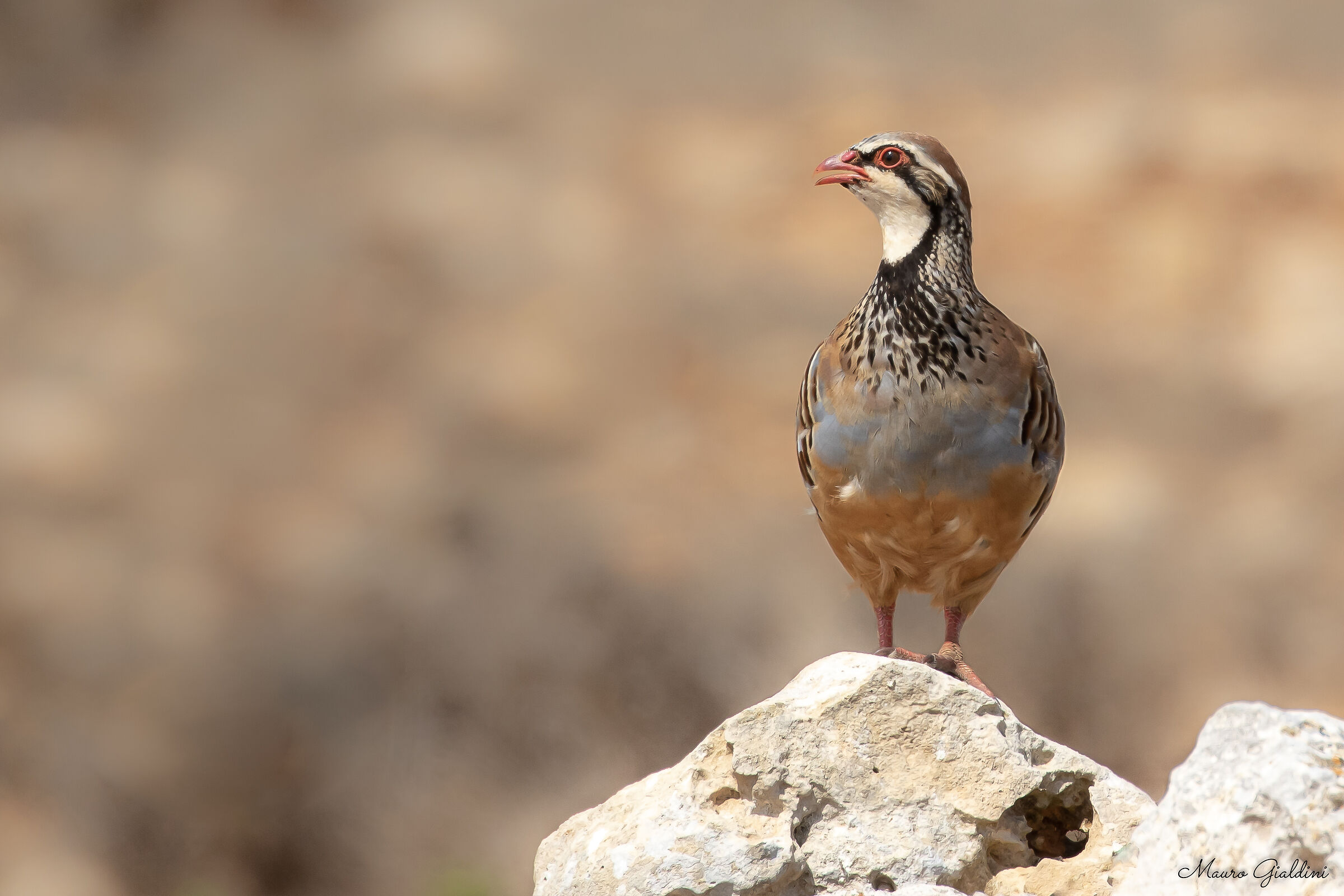 Red partridge (Alectoris rufa)