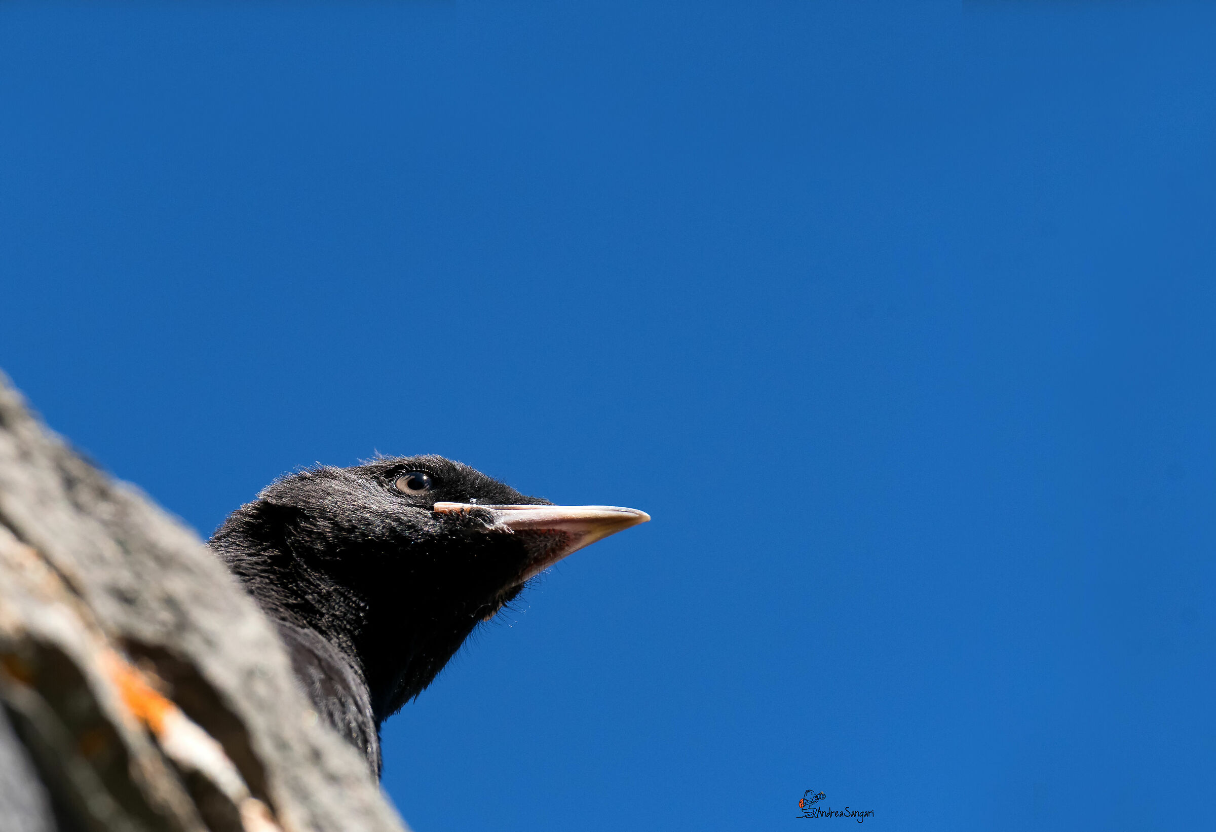 Lo sguardo del giovane gracchio