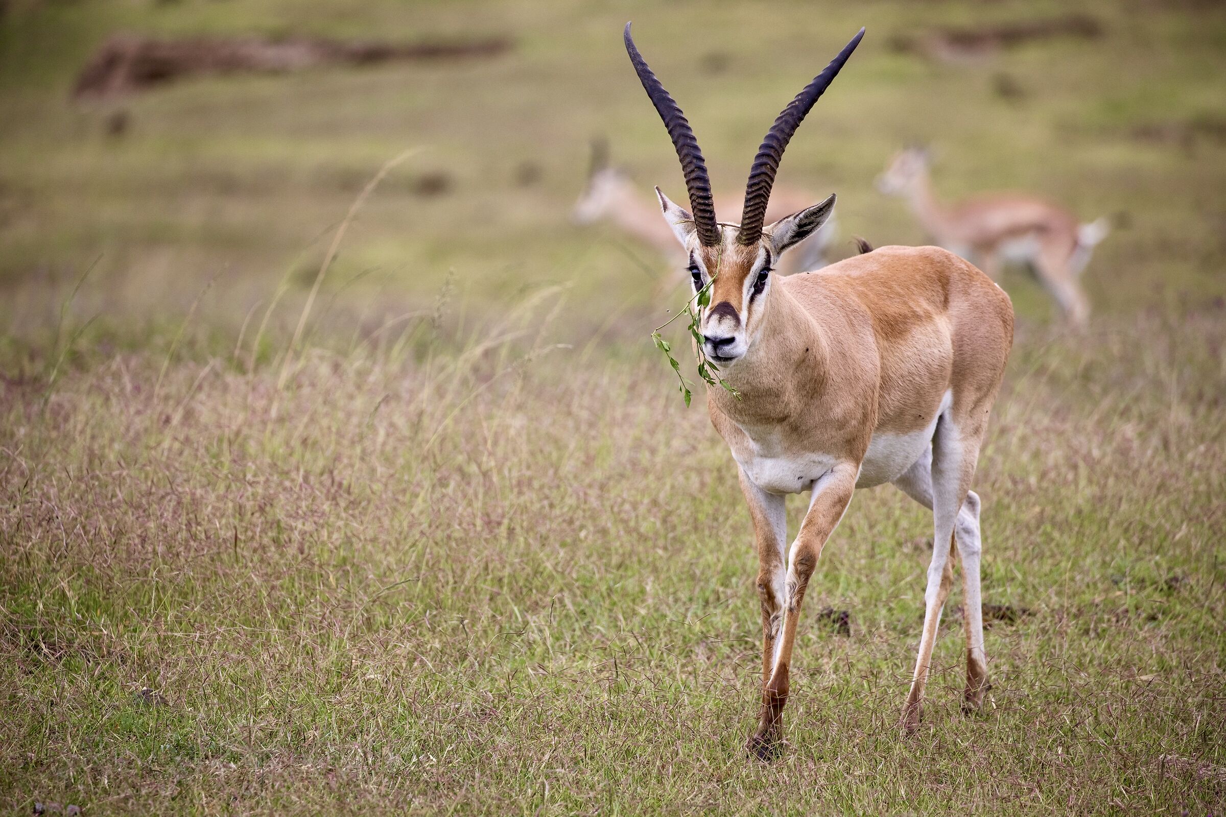 Hai qualcosa sul muso...