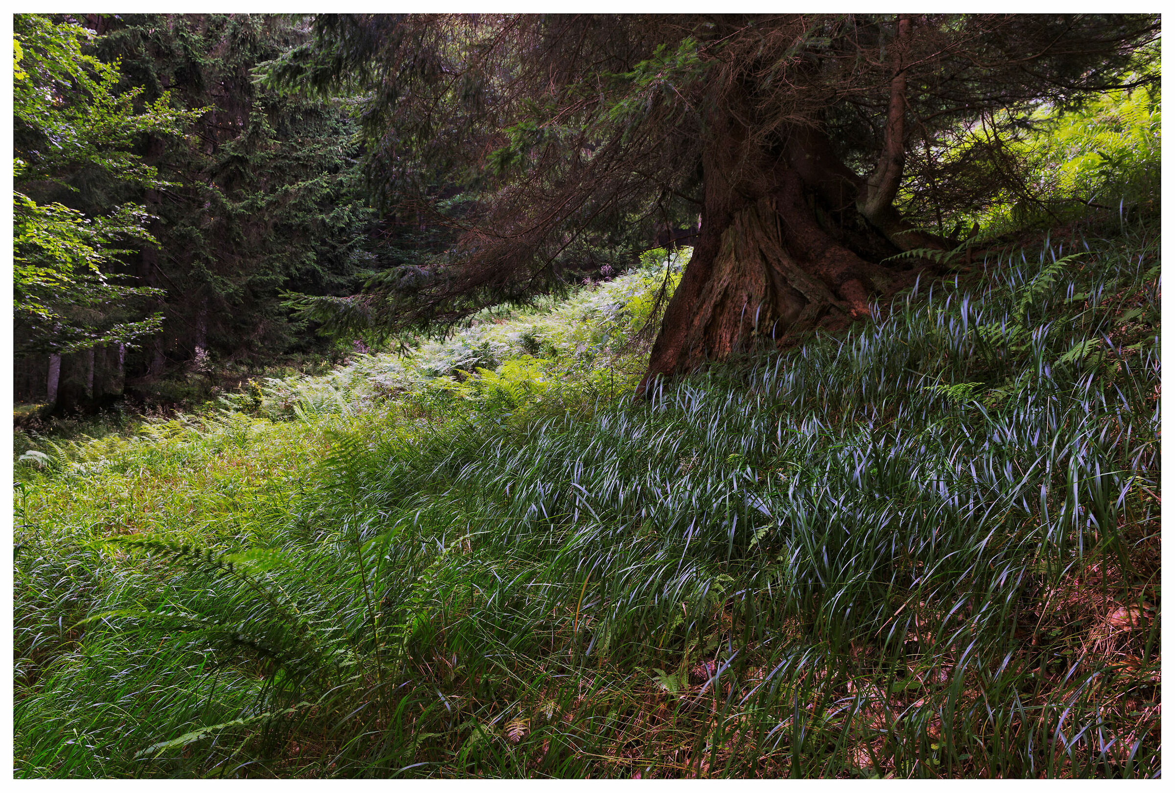 Proud and time-scarred.