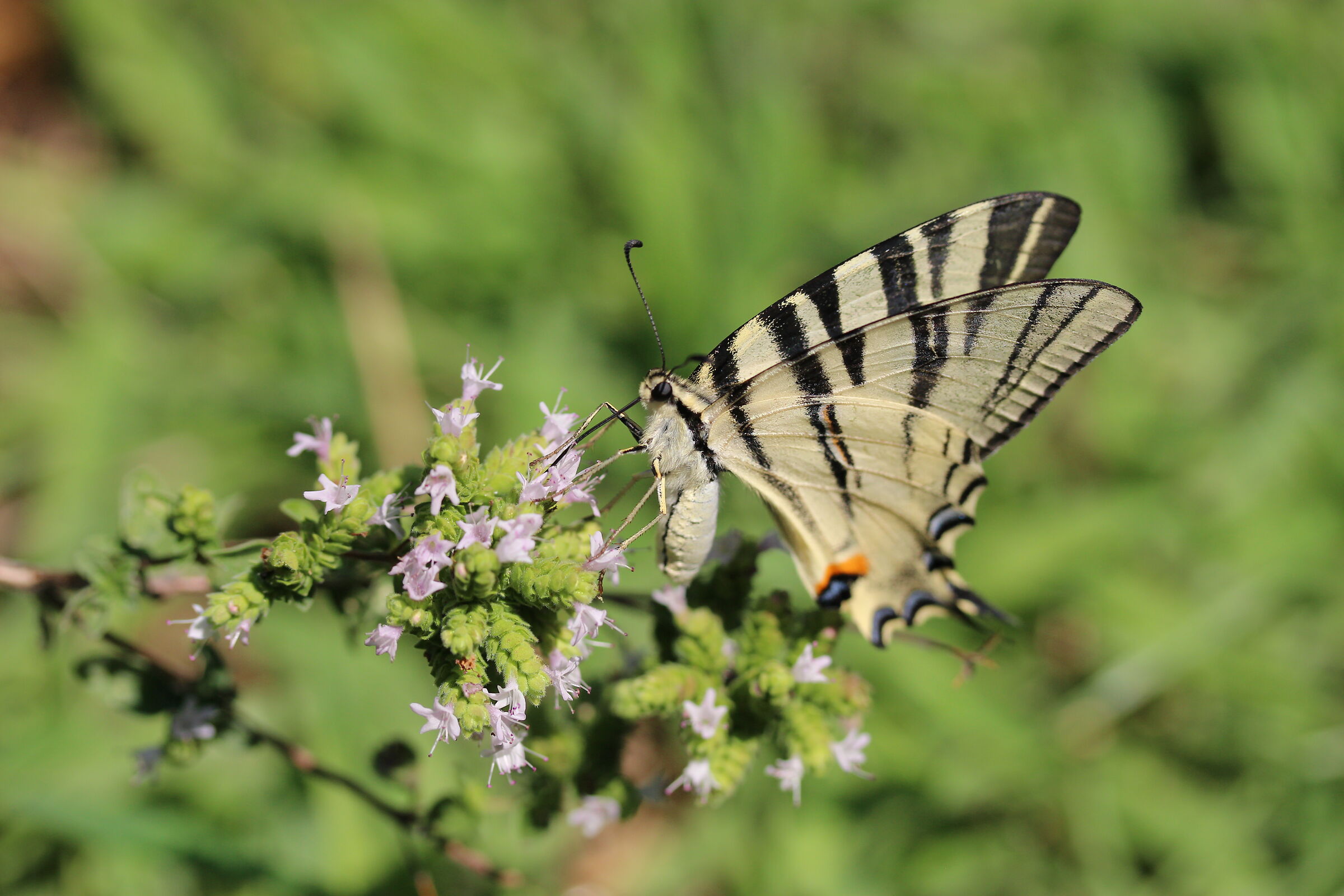 Butterfly on oregano