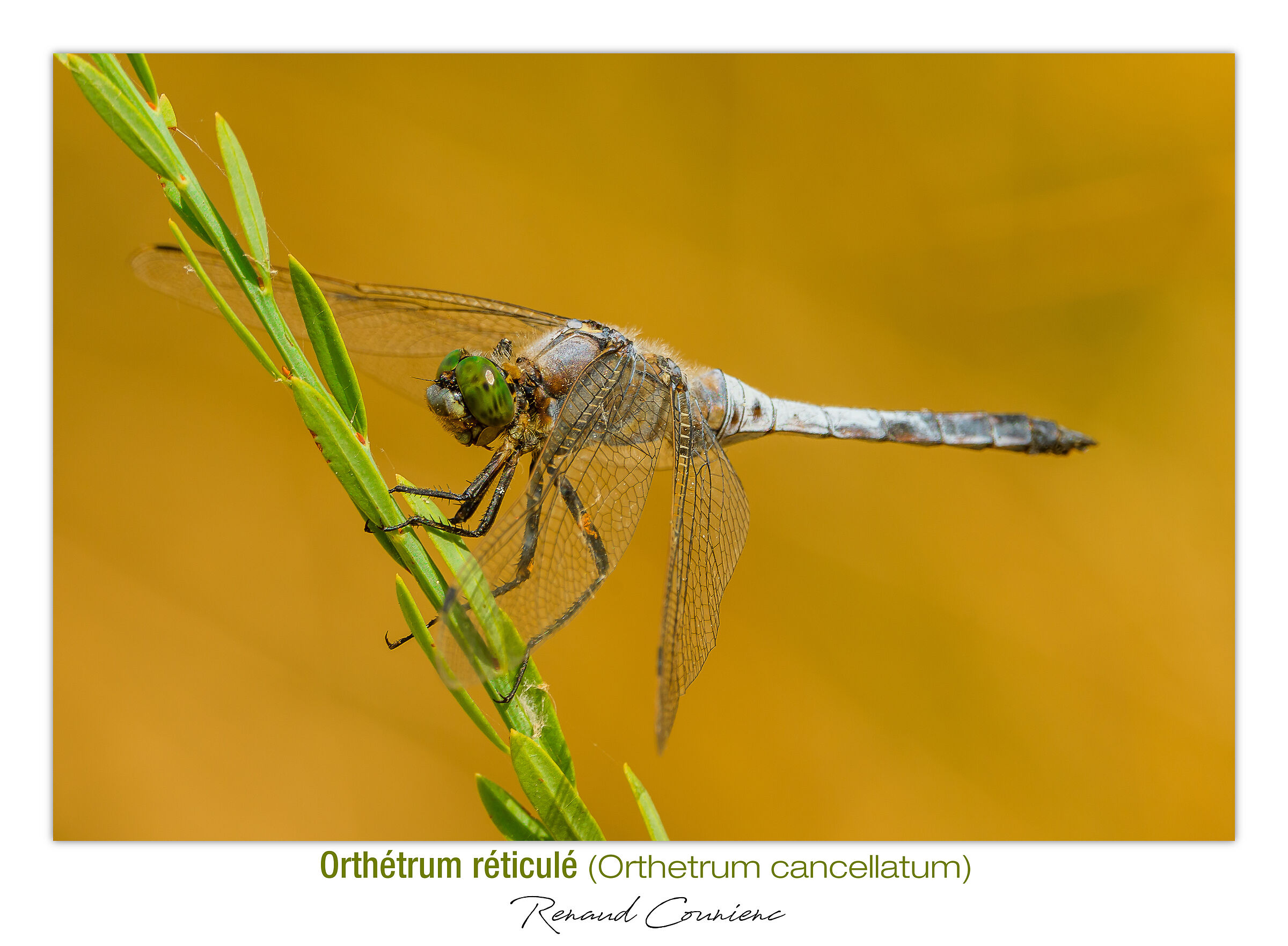 Libellula con occhi smeraldi