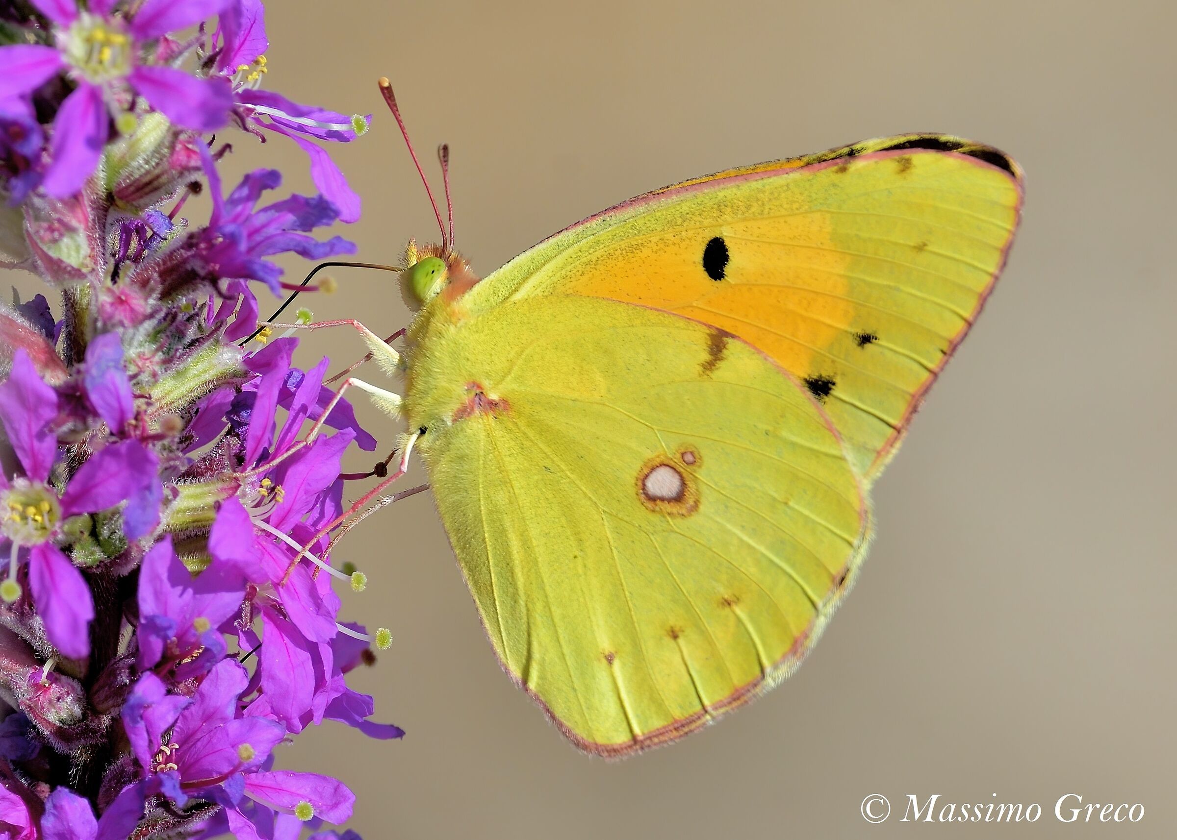 Cross Colias