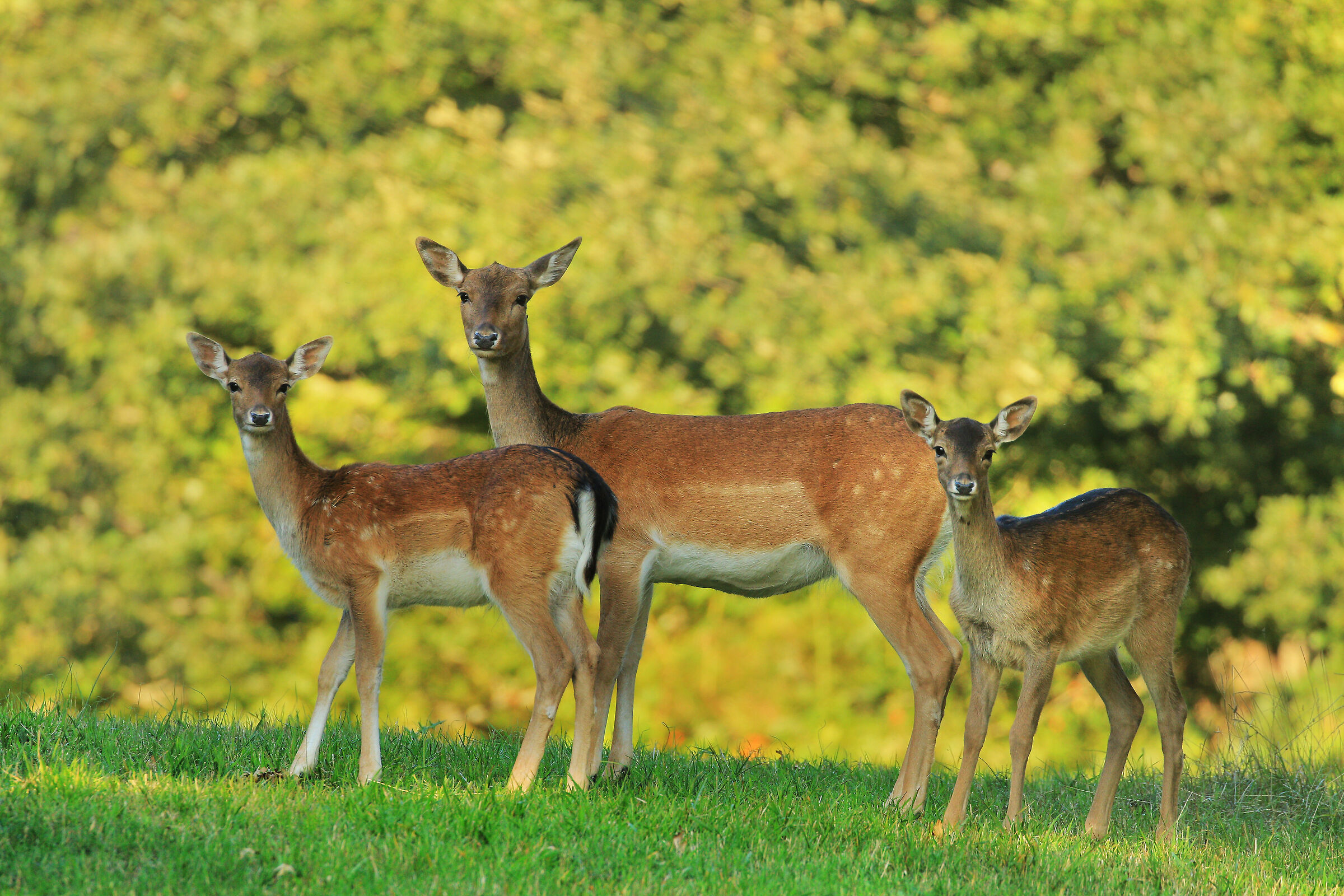 Famigliola di daini (scatto eseguito da capanno)