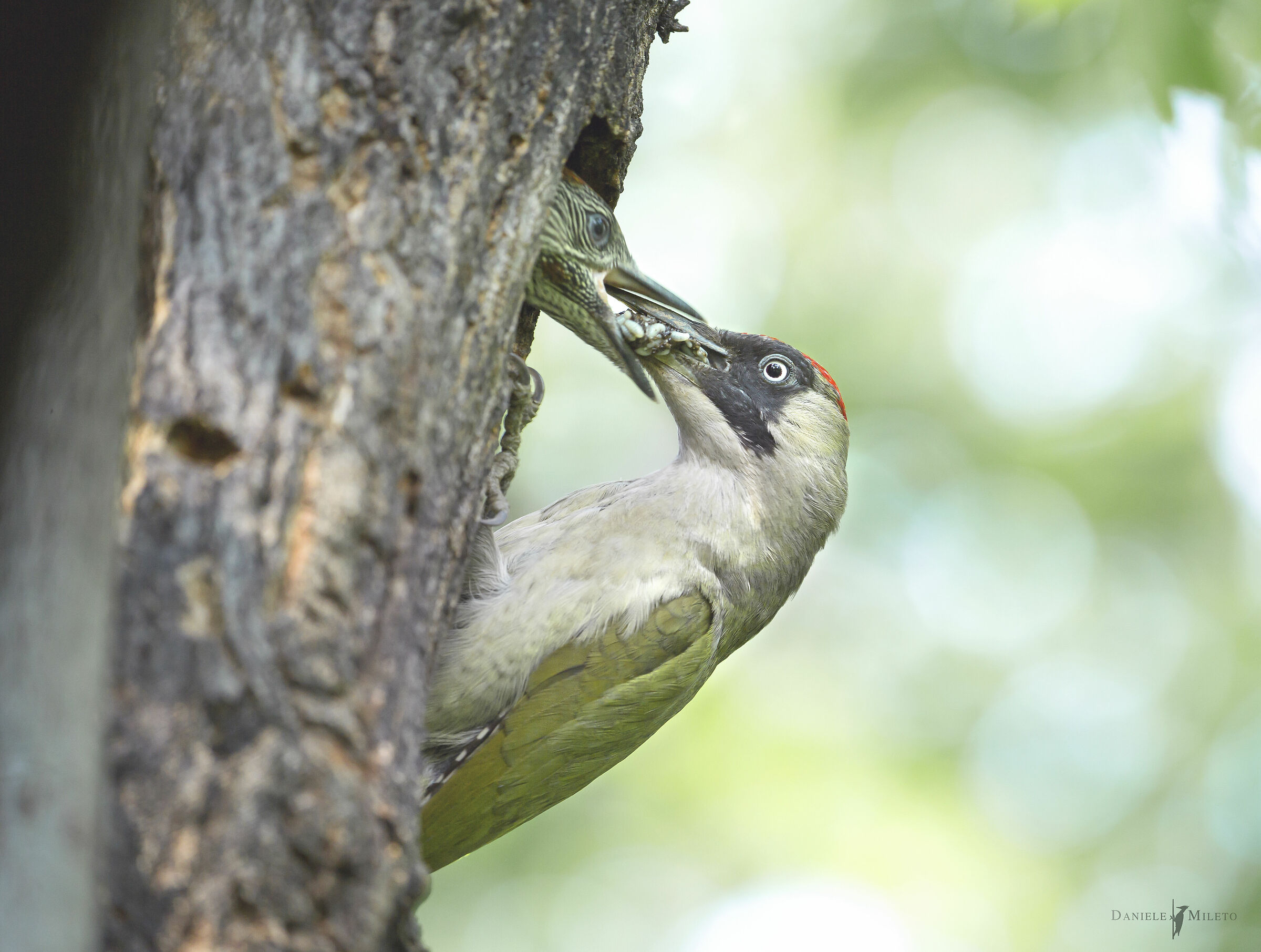 l' imbeccata del picchio verde
